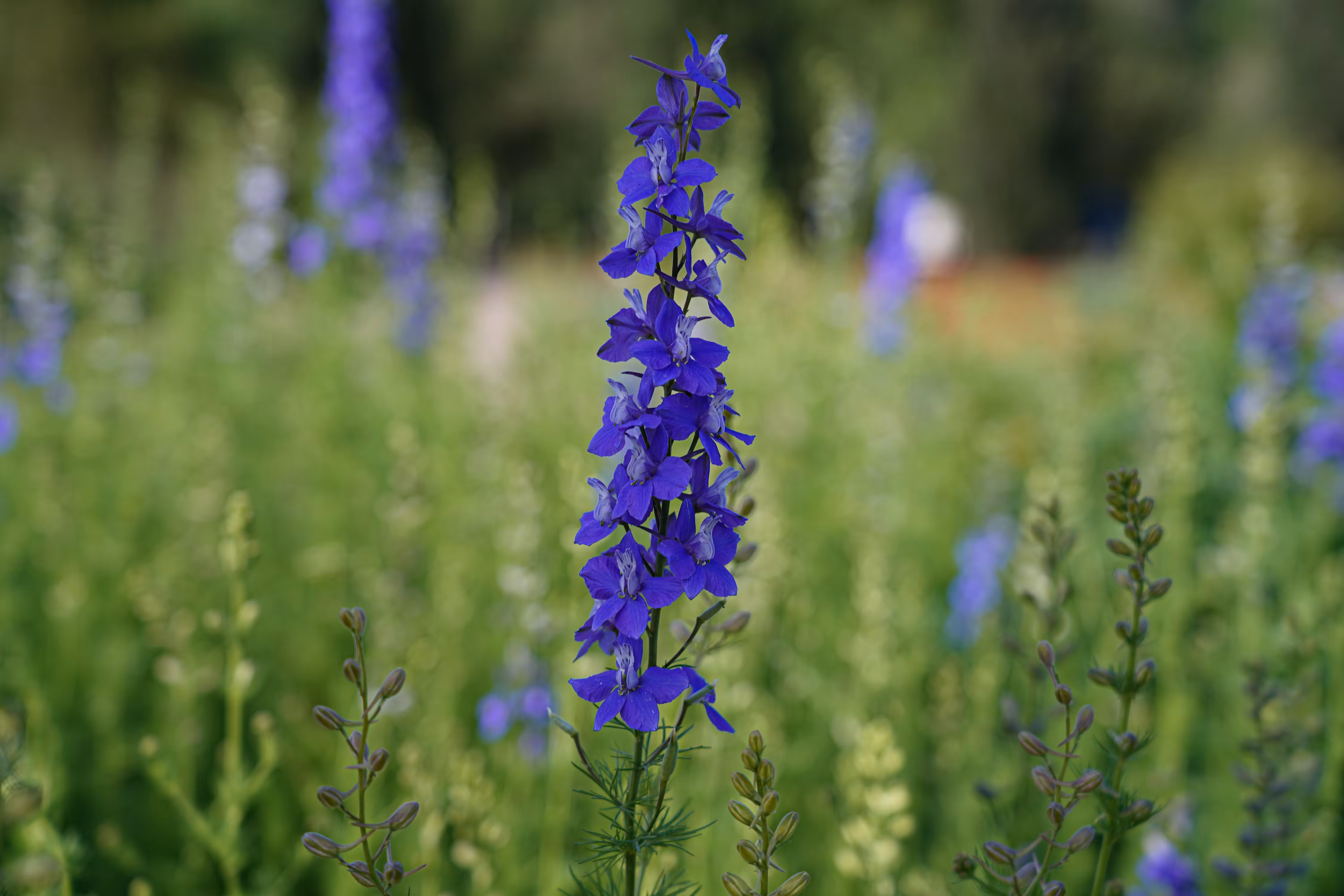 flowers: Dream monofilament