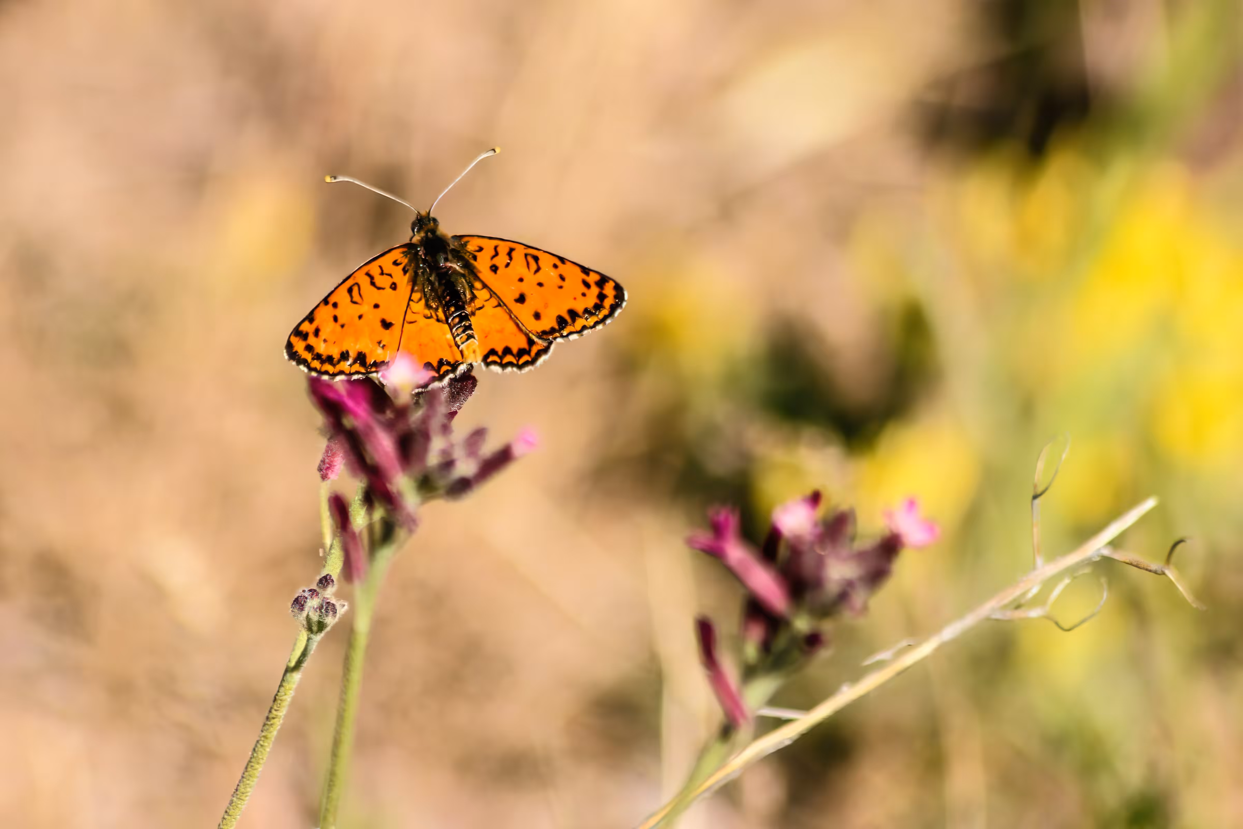 Spotted Fritillary