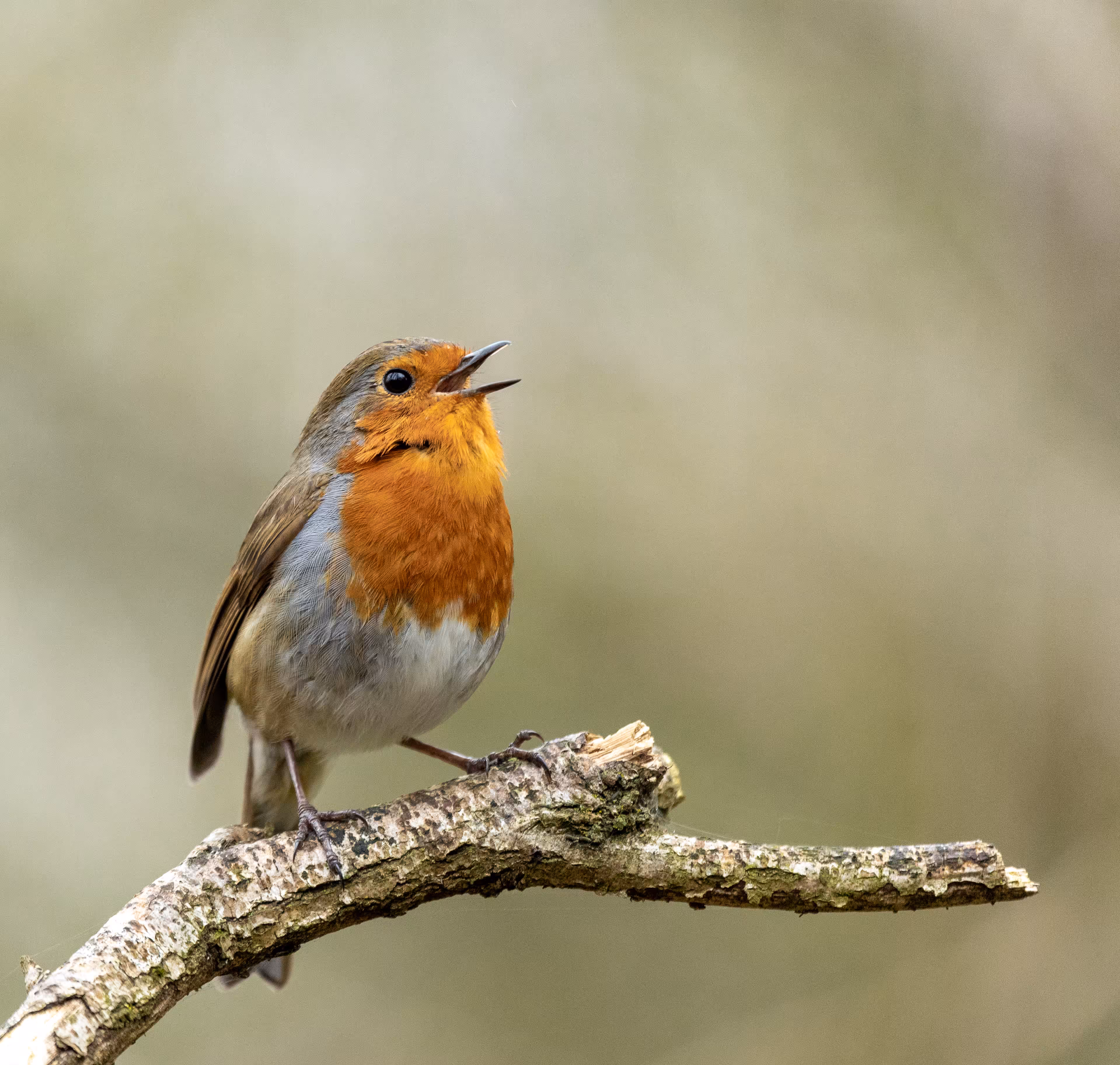 The Little Robin 5