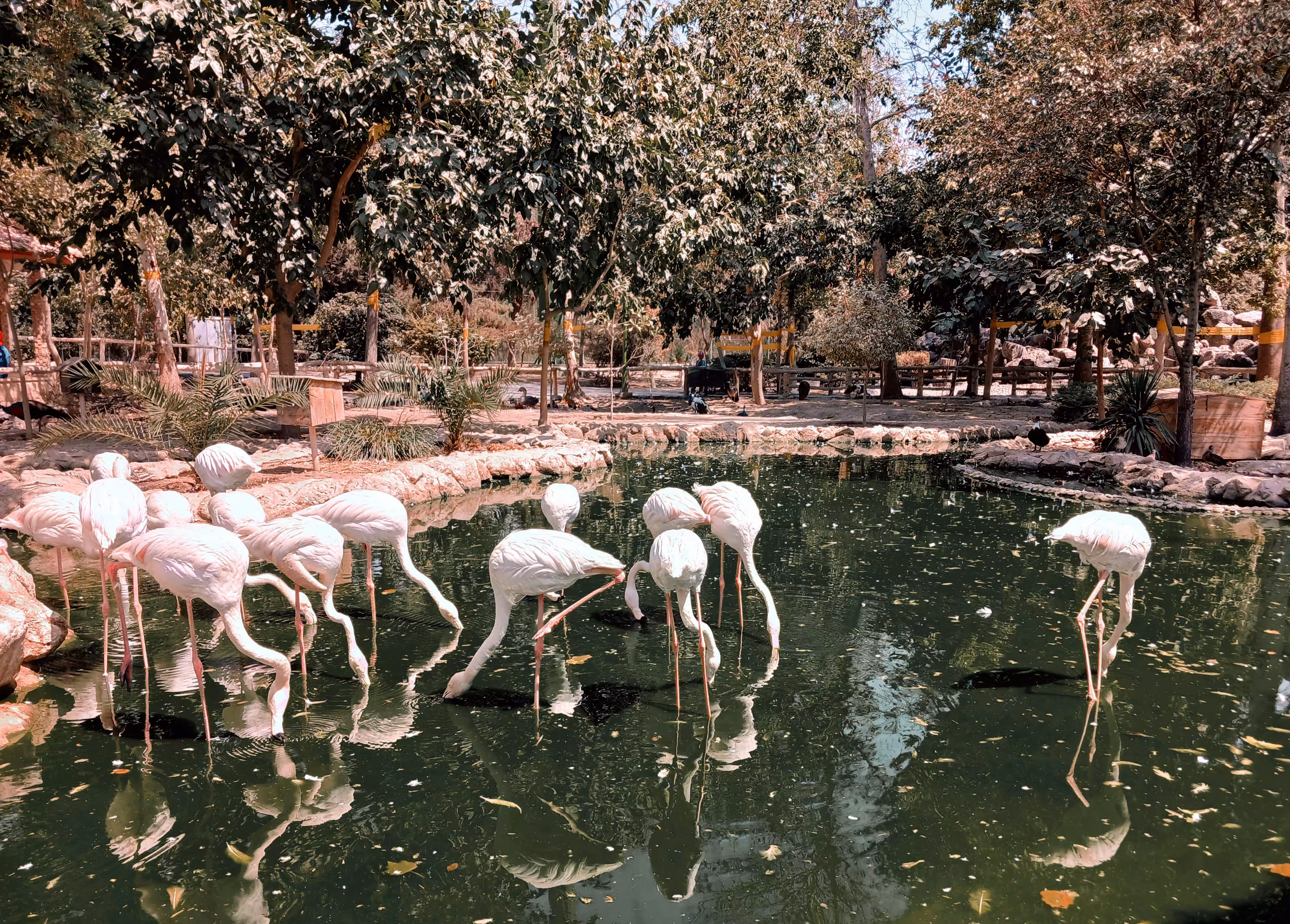 Flamingo