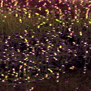 DANDELIONS