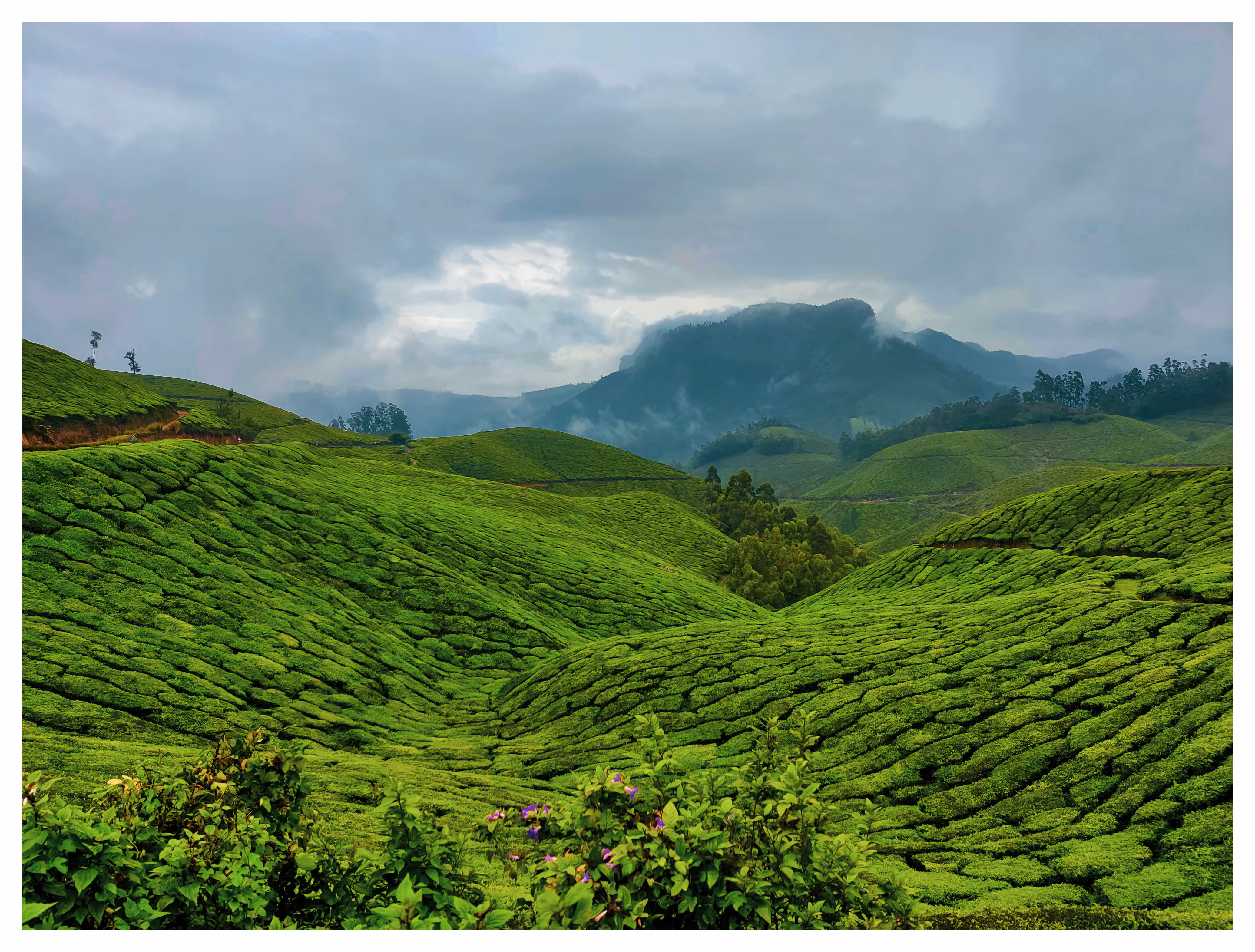 Kerala : God's own Country