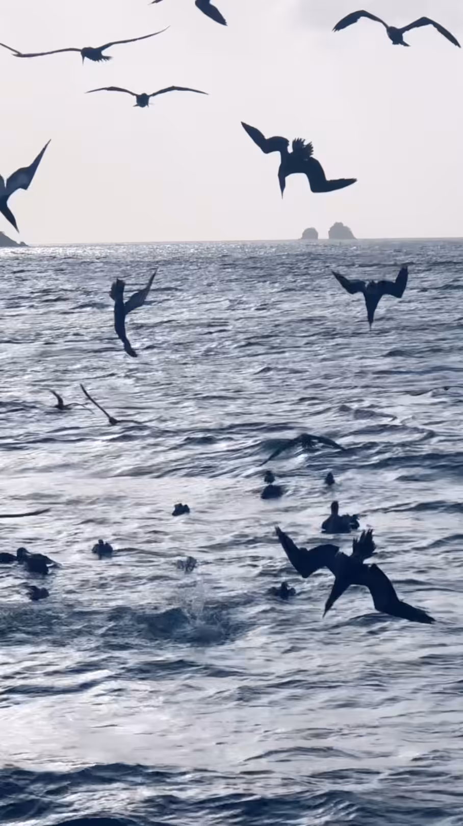 Dive Bombers