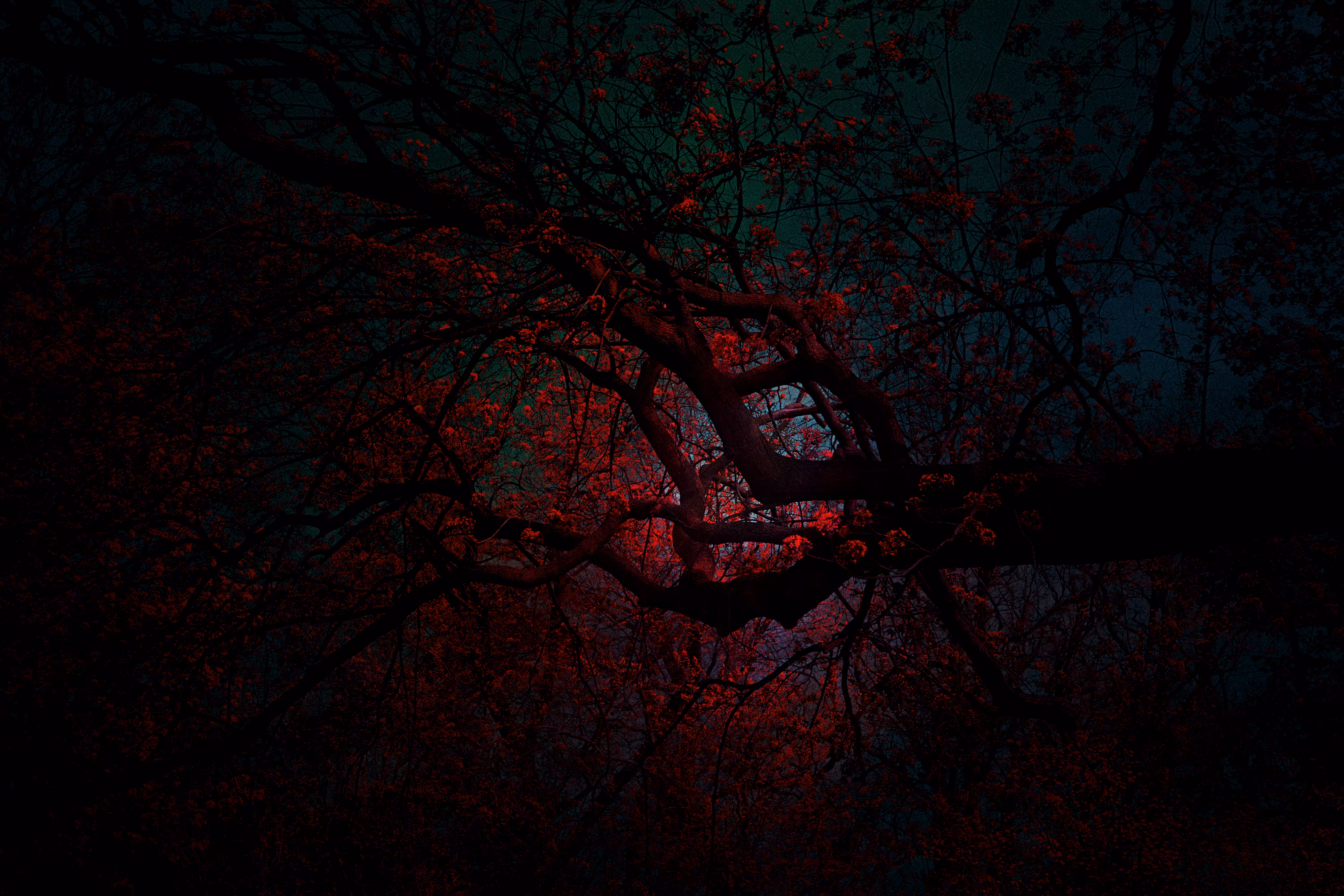 Midnight's Bloom: Nocturne Of The Sanguine Tree