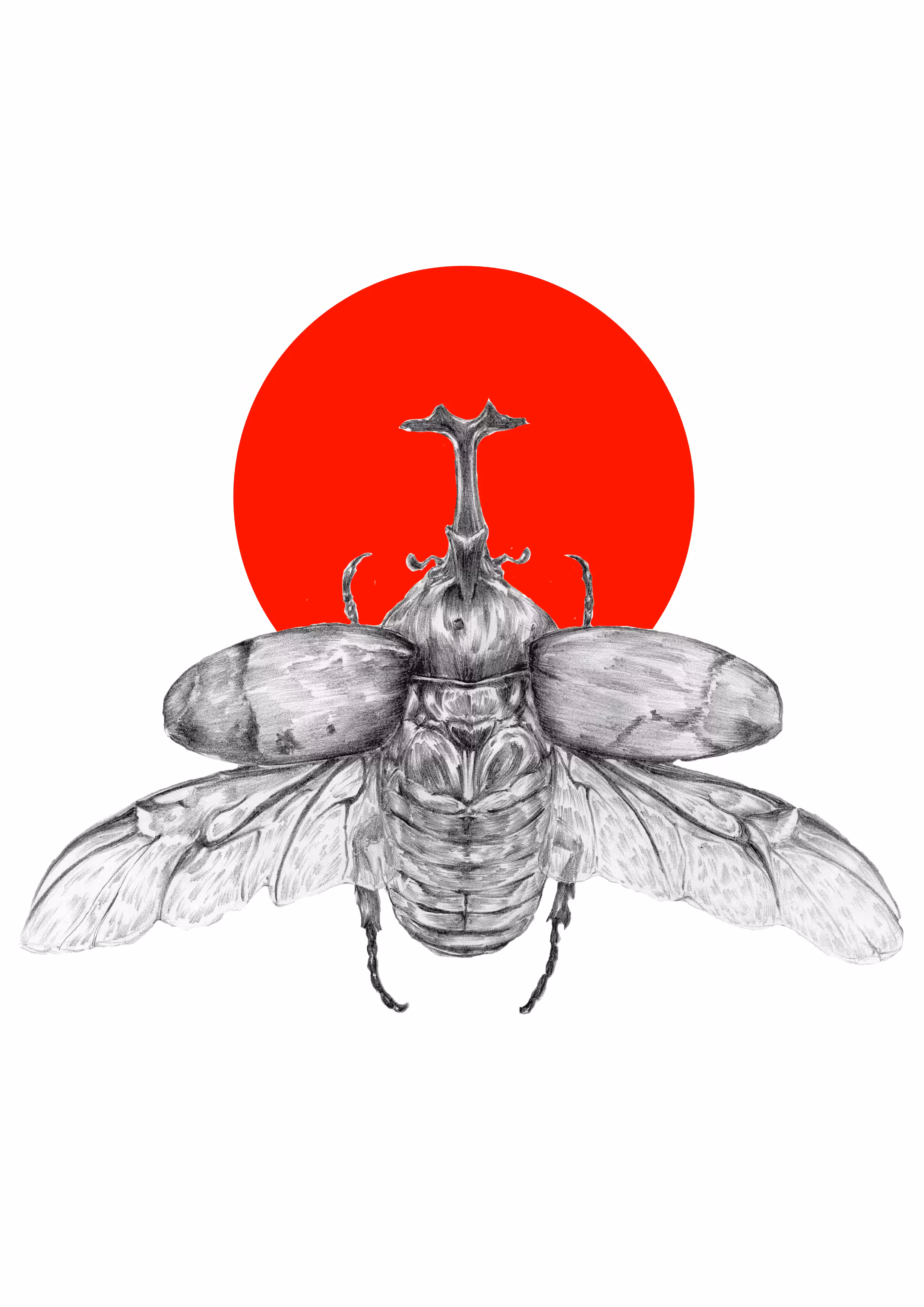 beetle