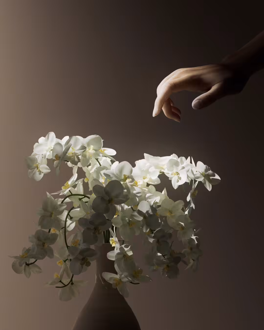White Orchids