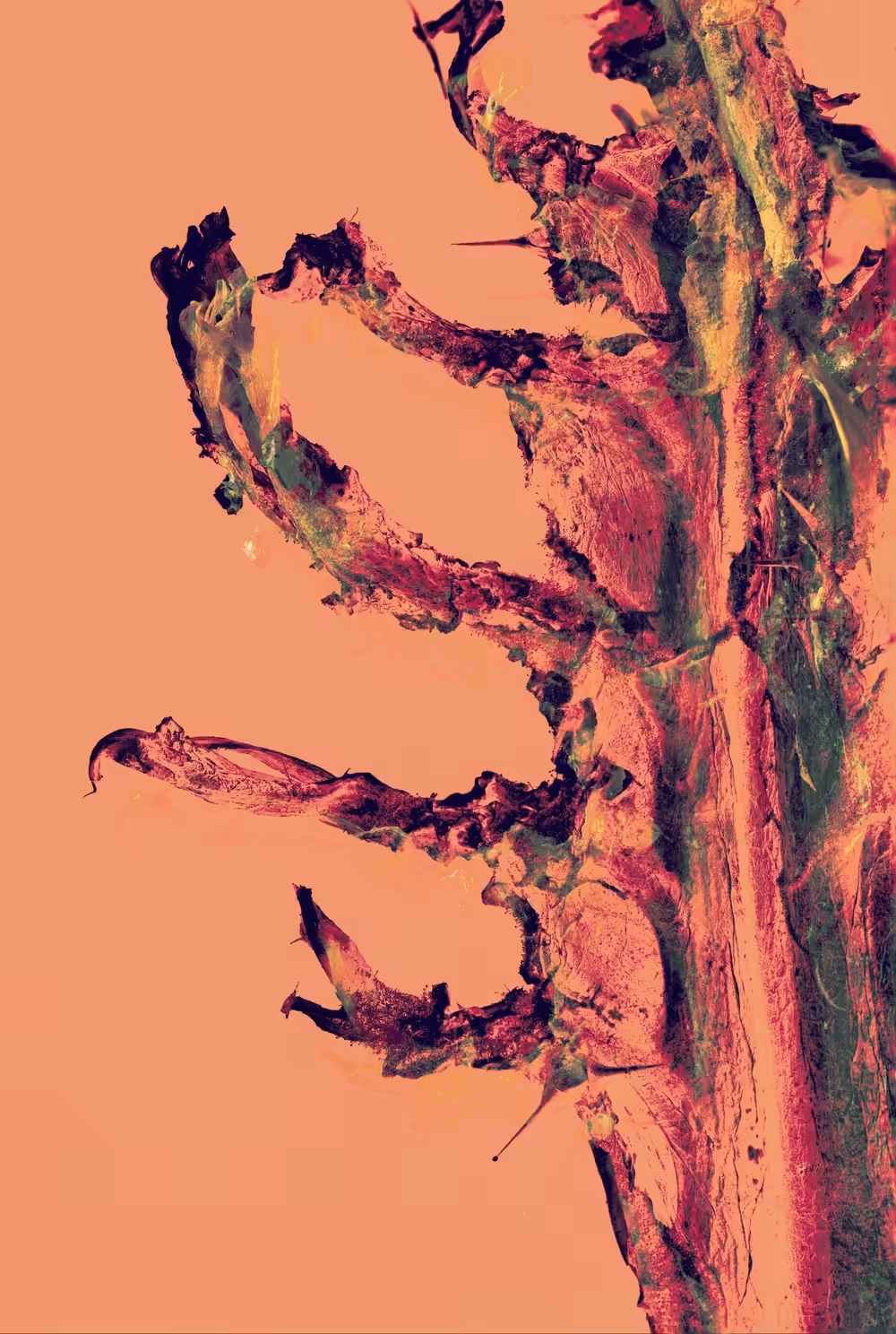 Cacti burst