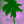 Palm Tree