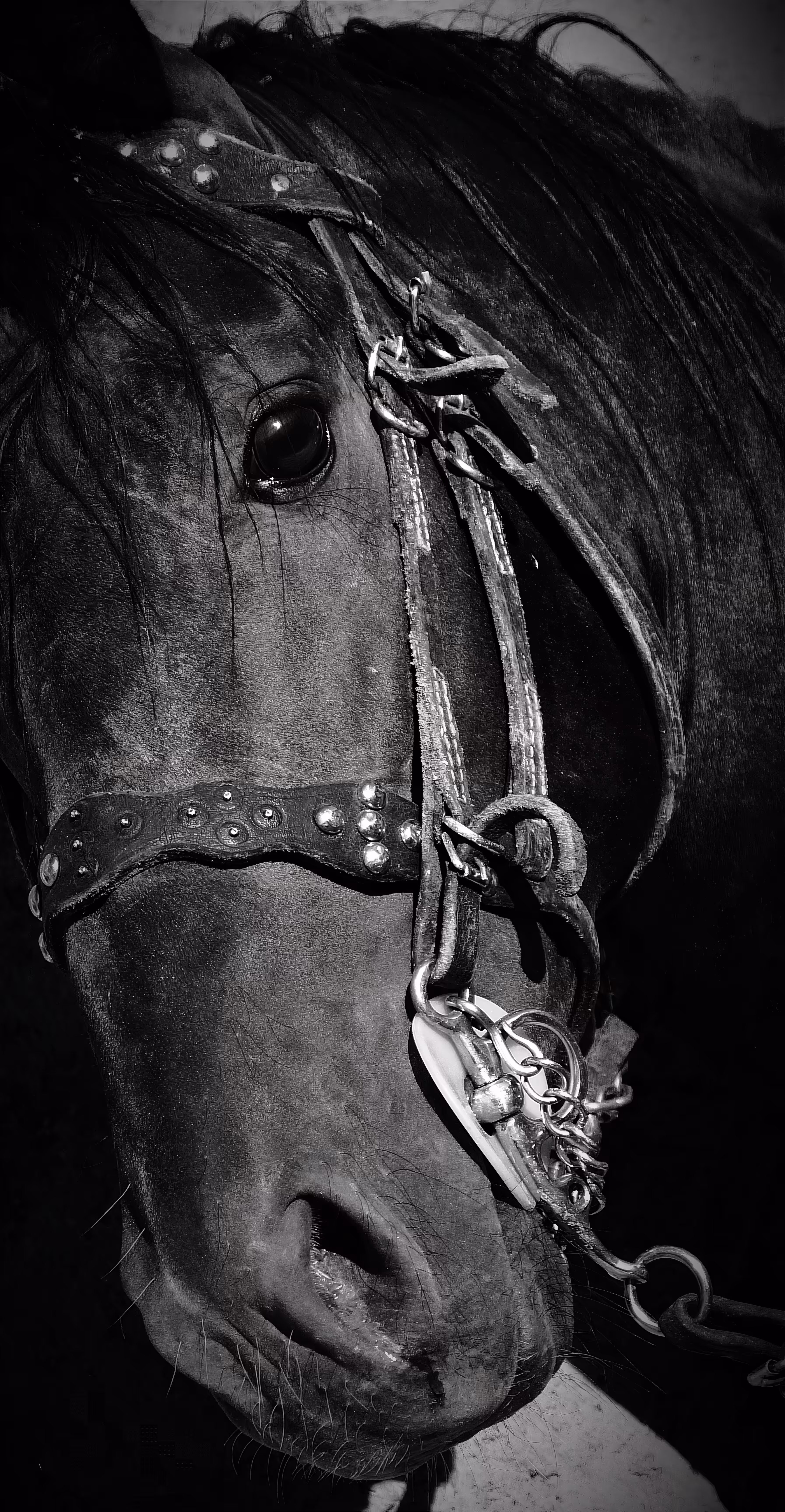 Horse portrait