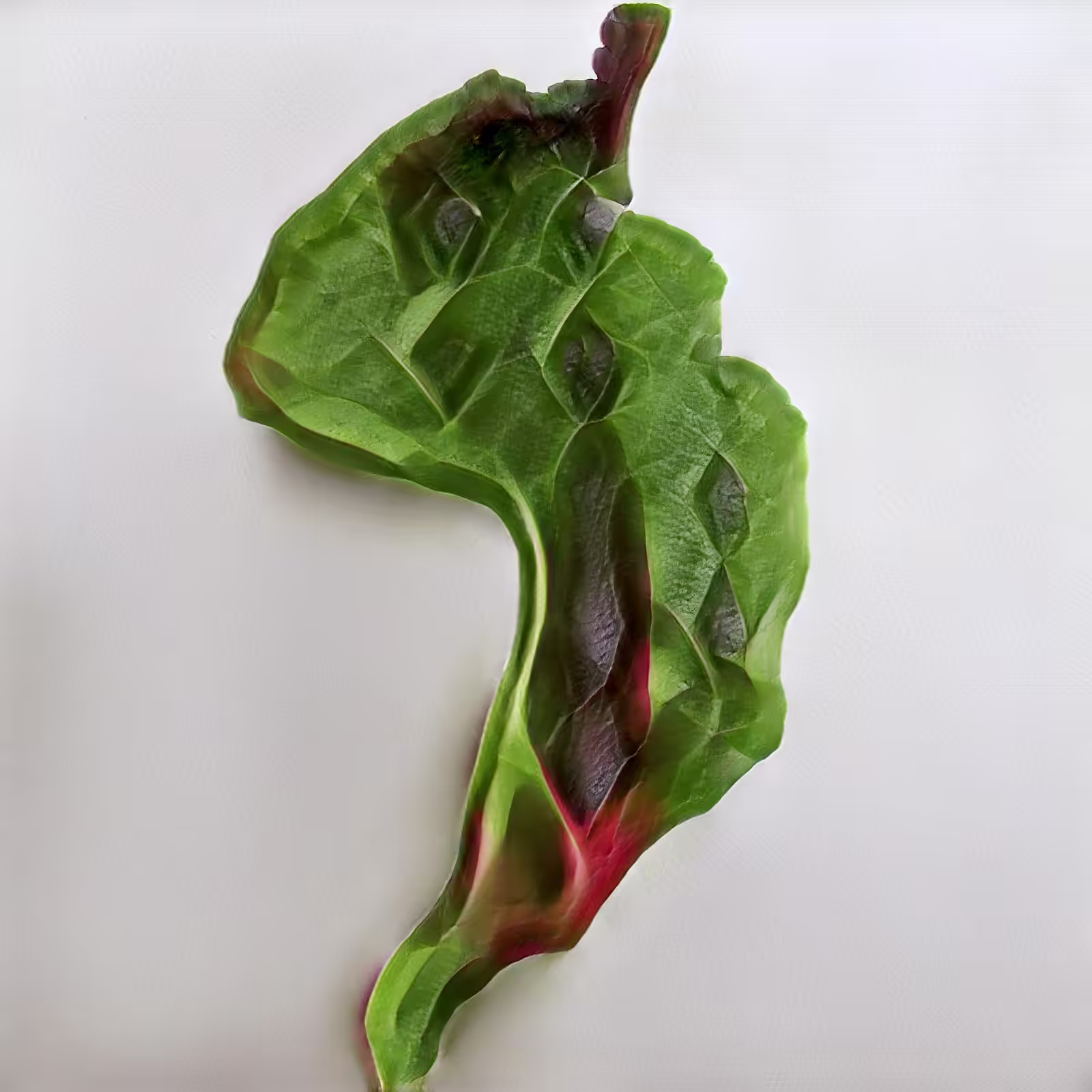 Latenttuce, the Easter Bunny Cultivar