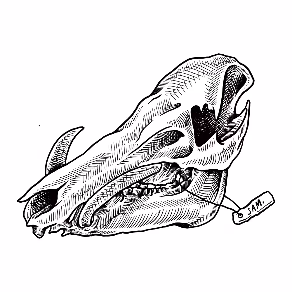 SAM-SKULL