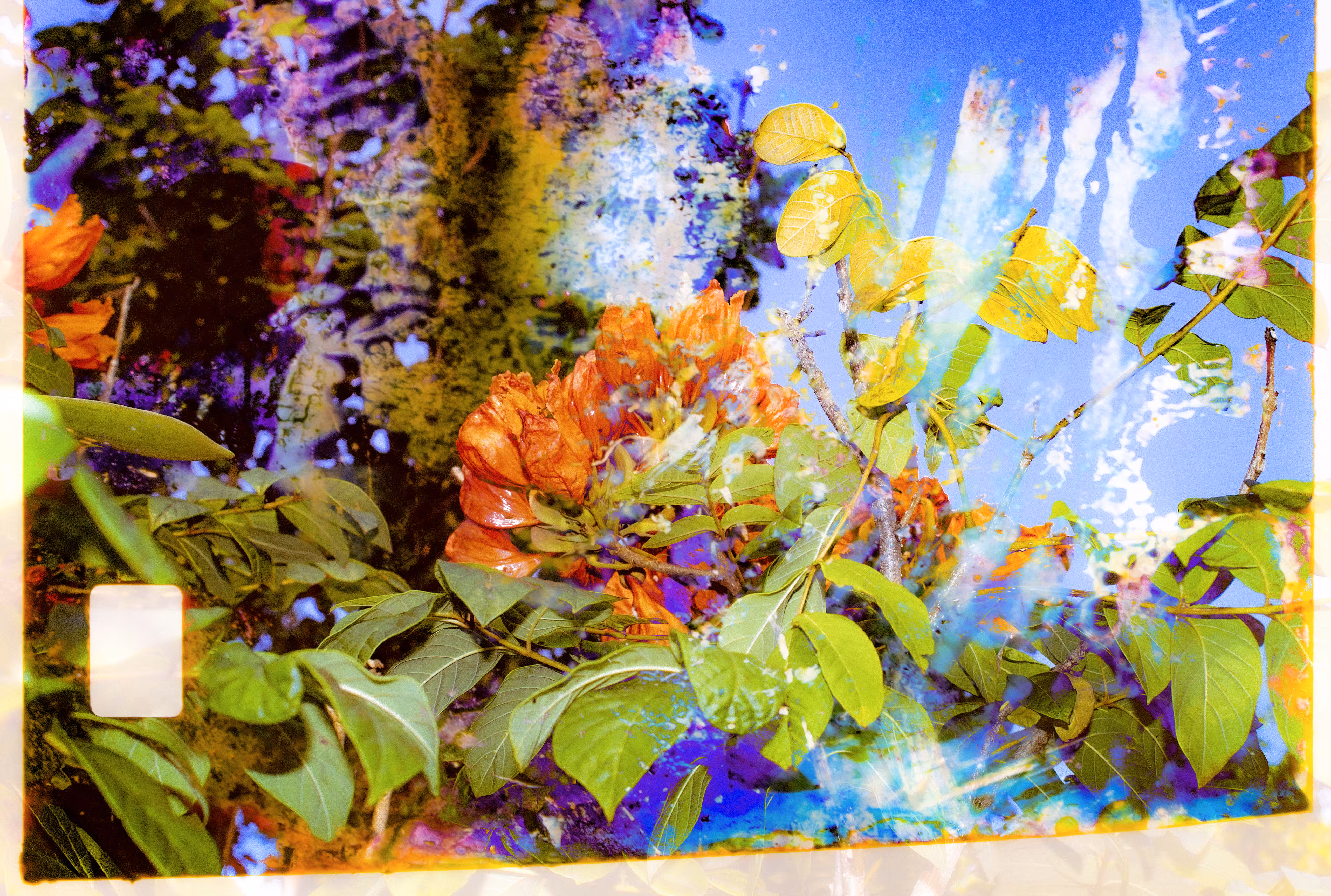 FlowerVerse #1