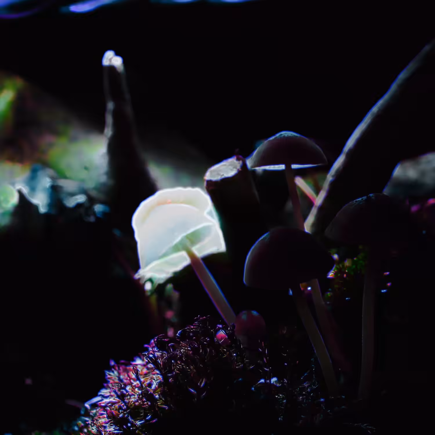 Lightshrooms!