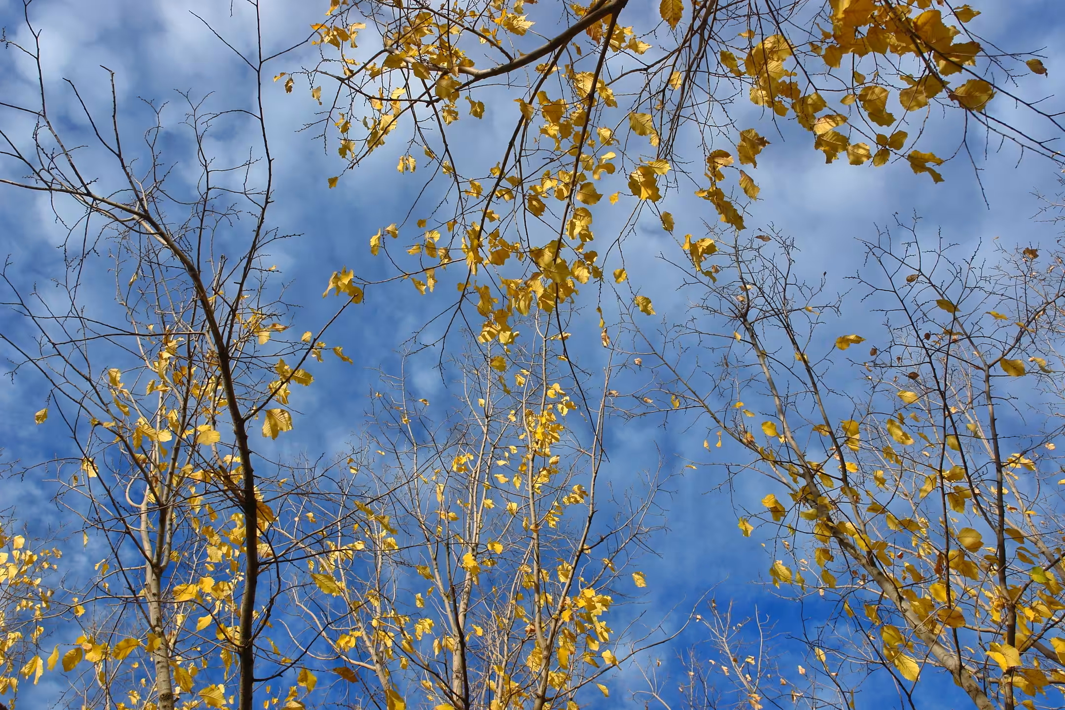 Autumn