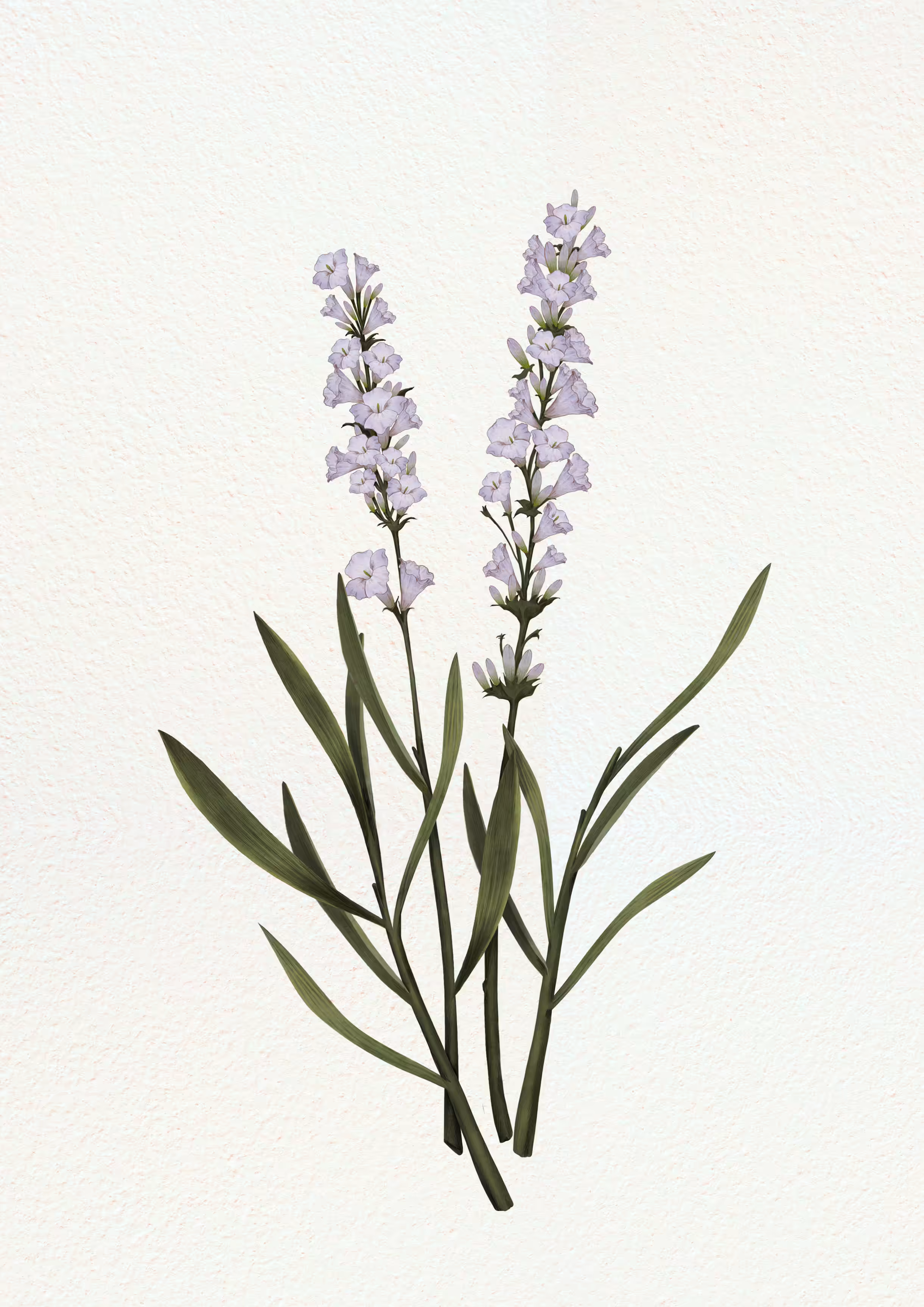 lavender