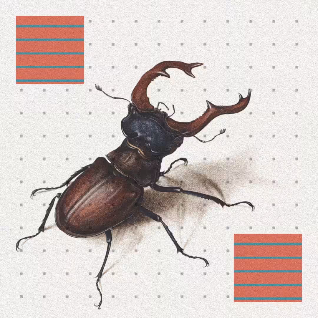 Beetle #10