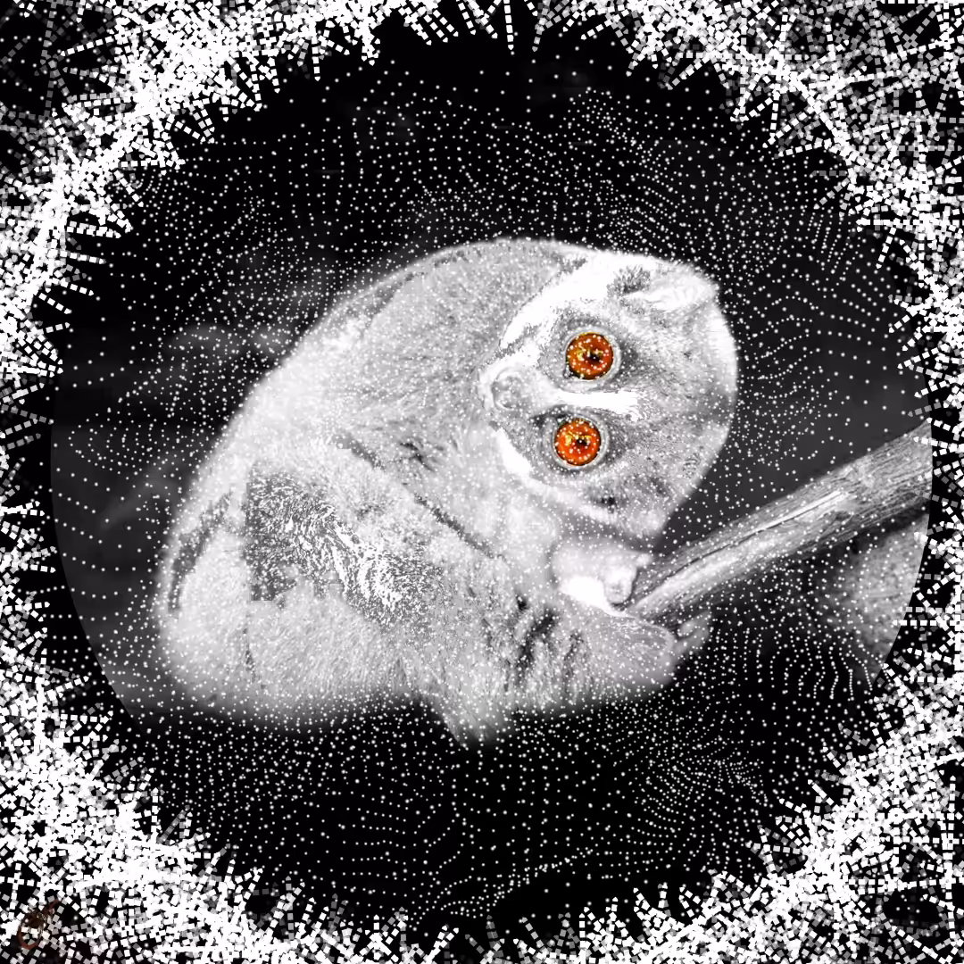 Don't tickle slowly Loris