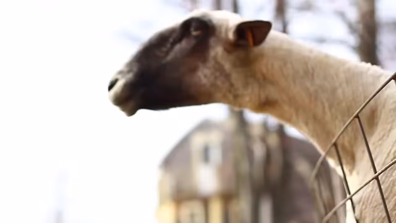 The Screaming Sheep(2)