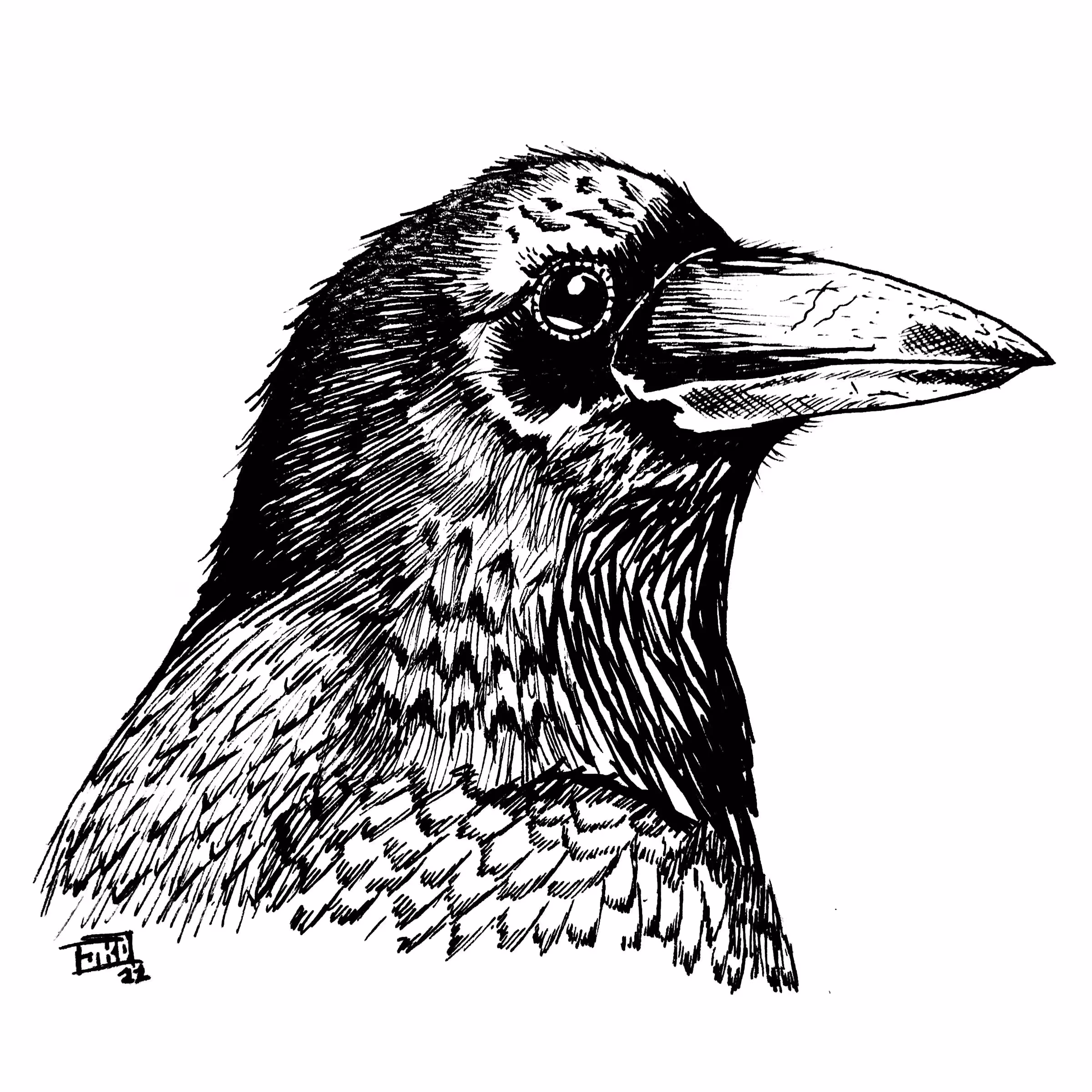 The Raven