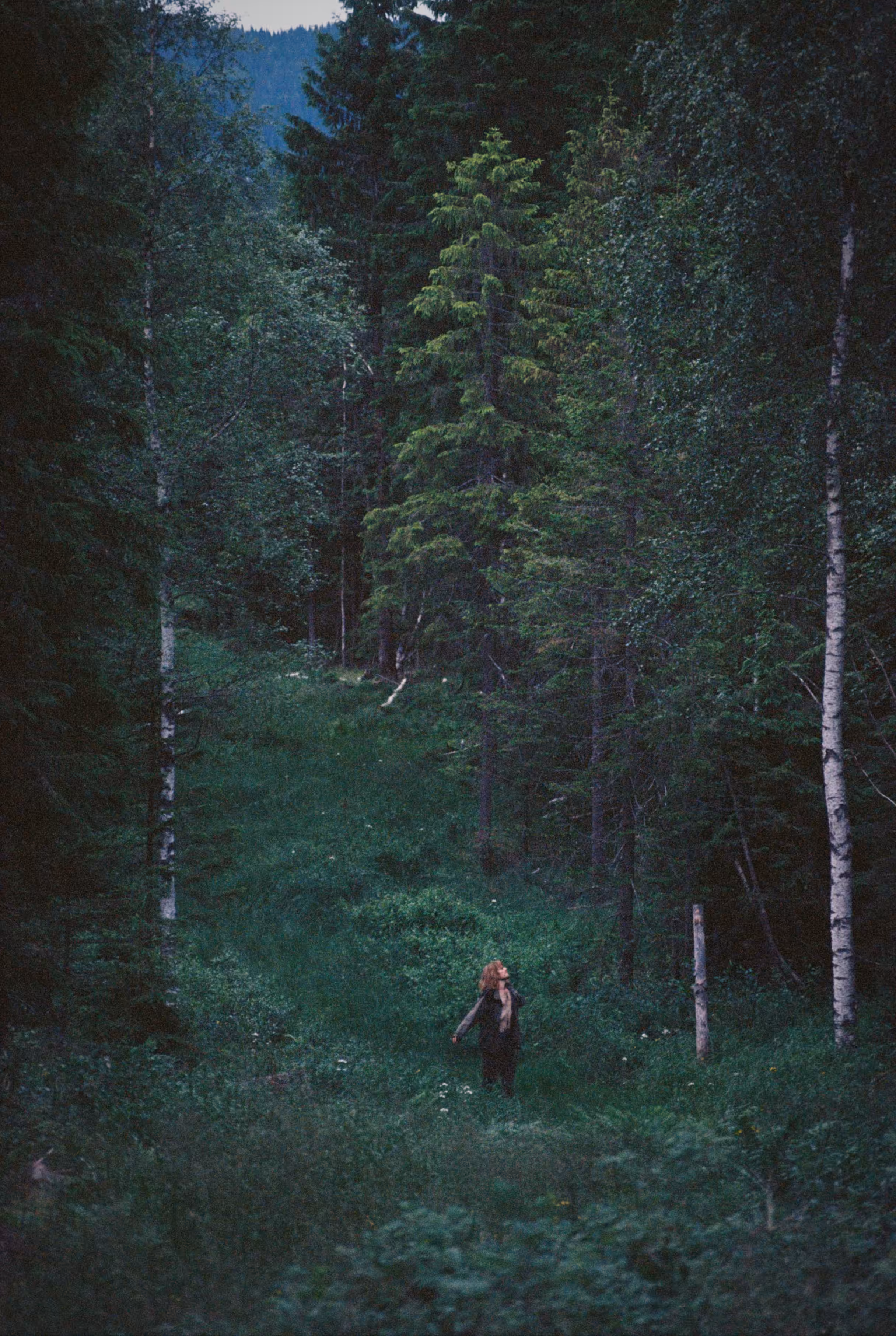 Oldskogen