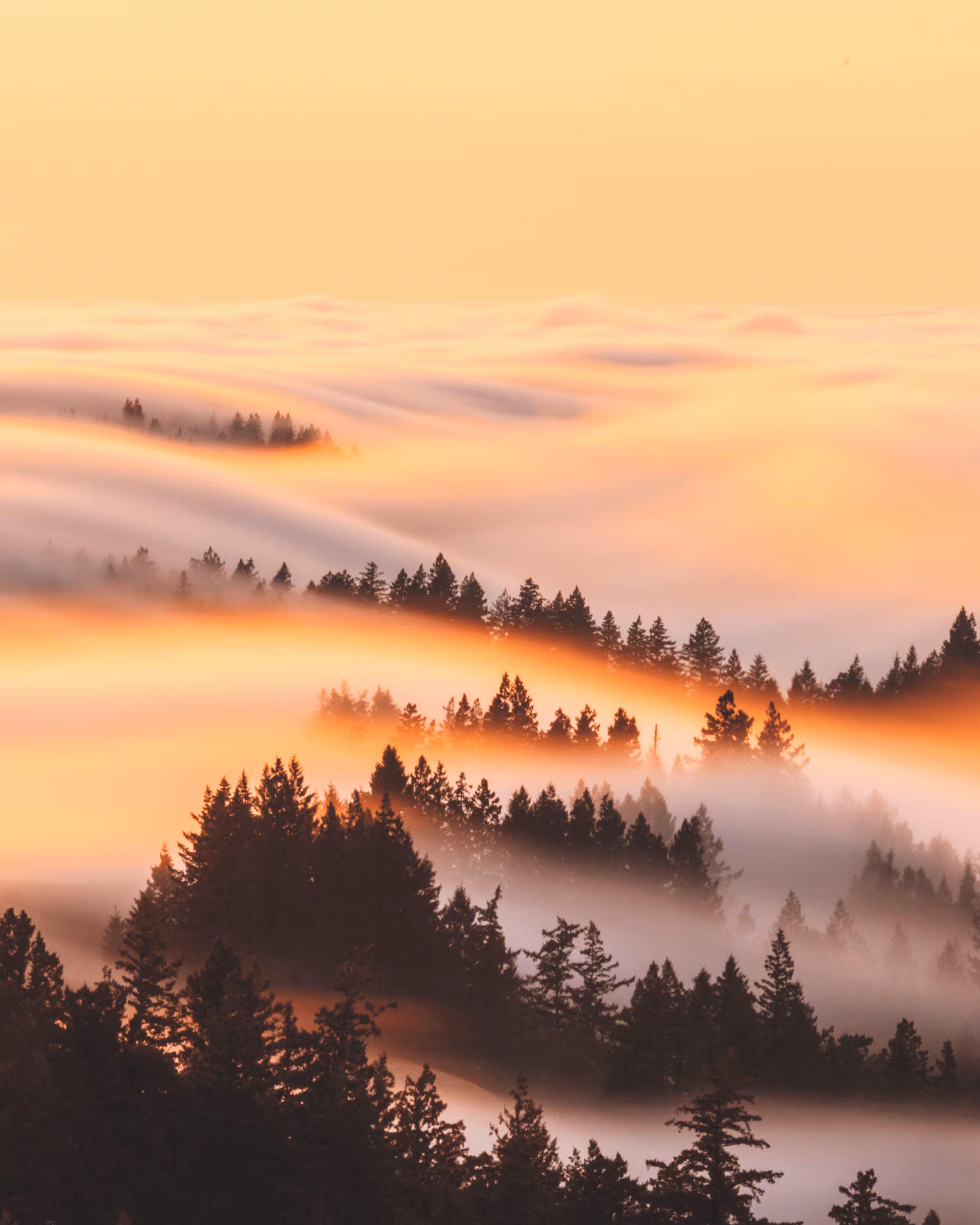 A Symphony of Fog #15