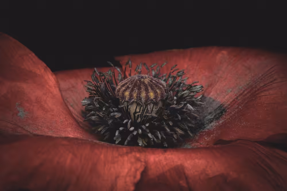 The Poppy