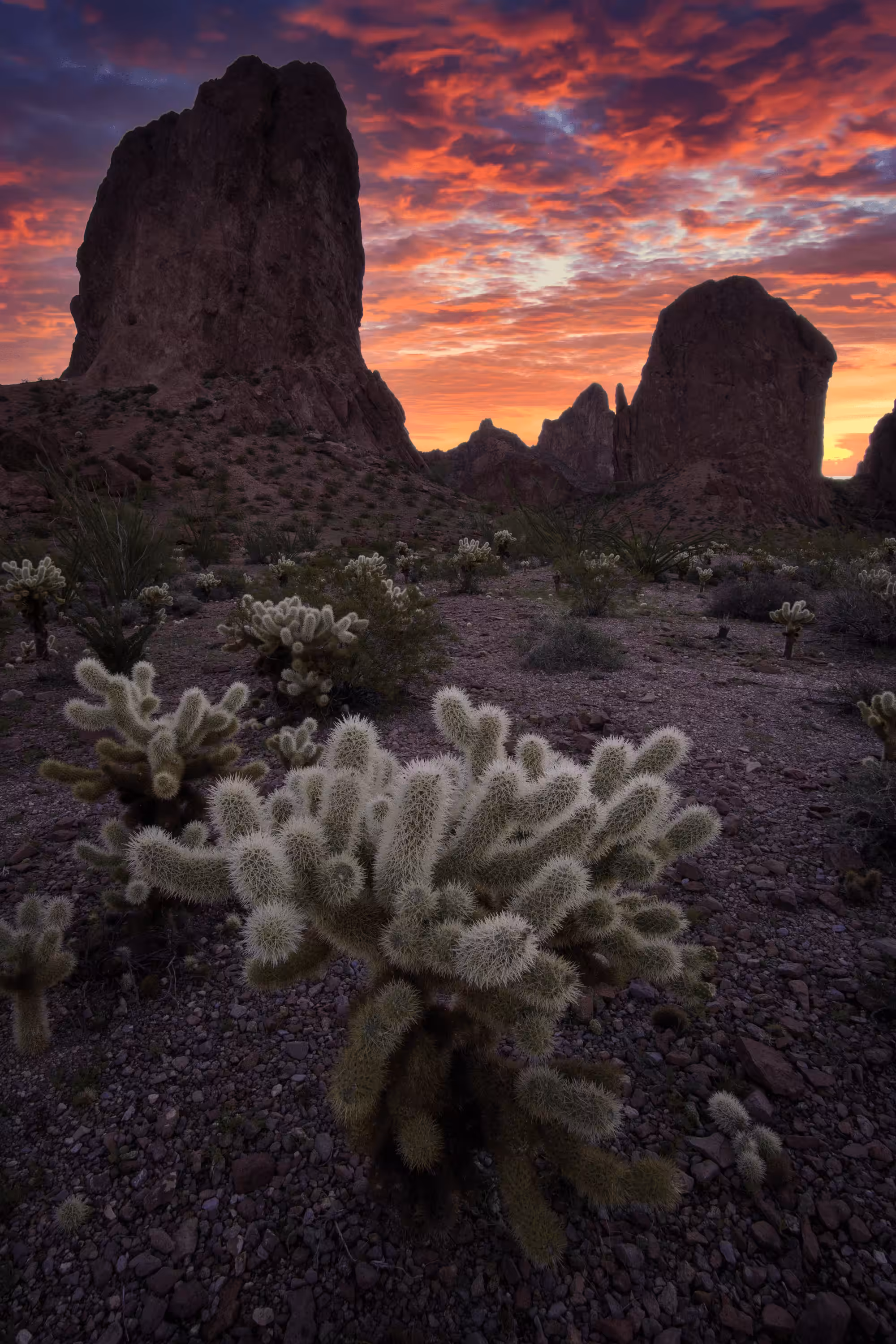 Jumping Cactus