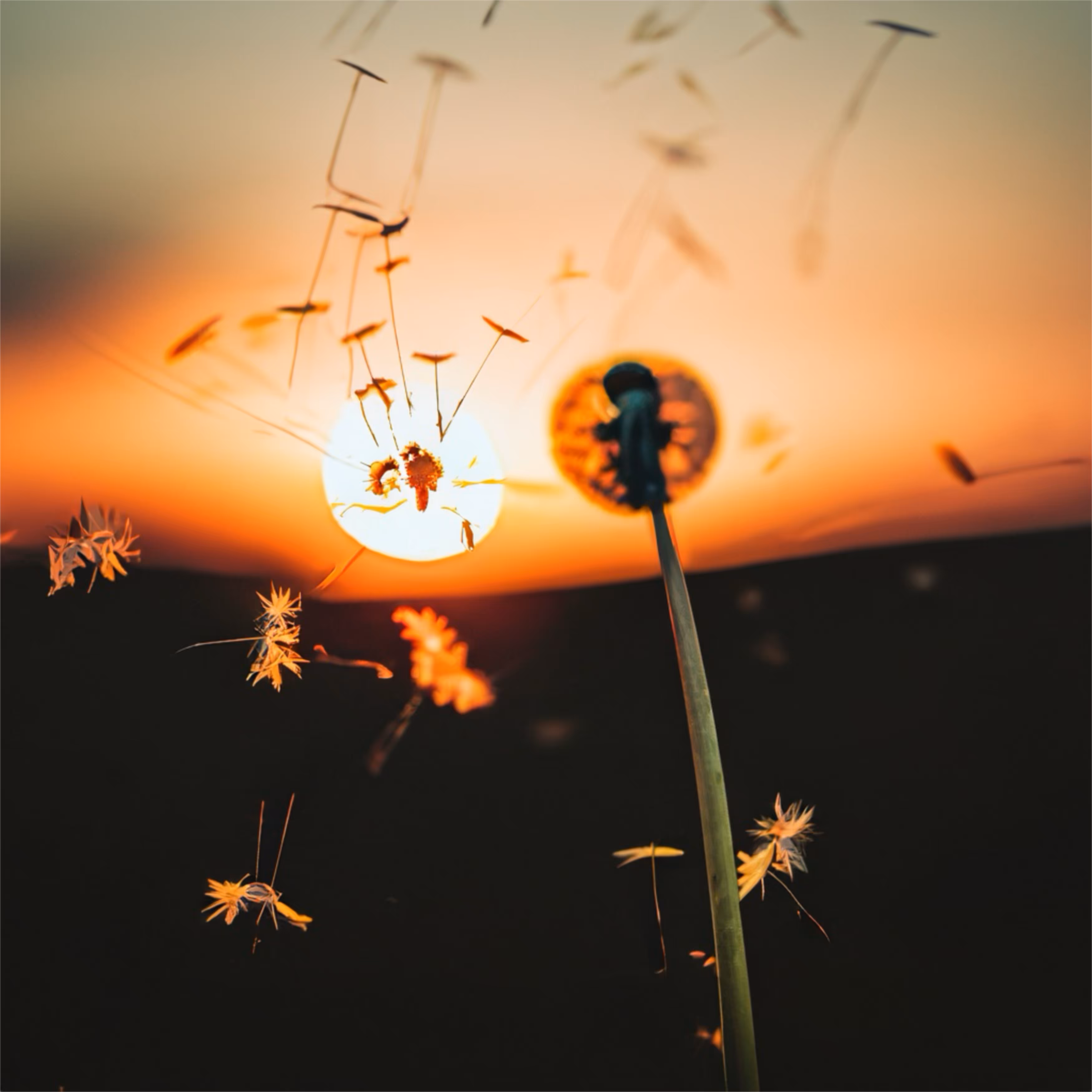 Dandelions 