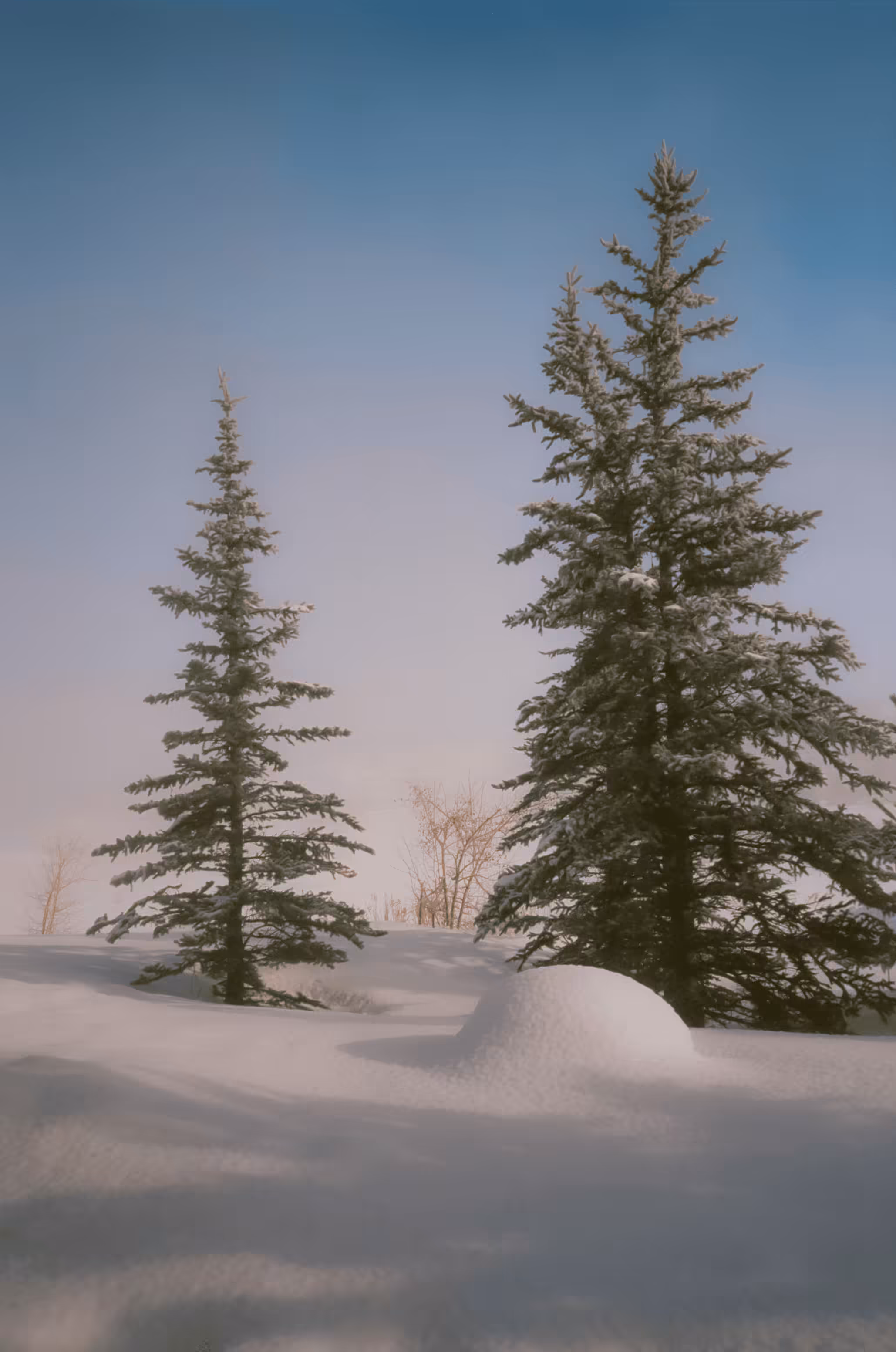Snowy Pines