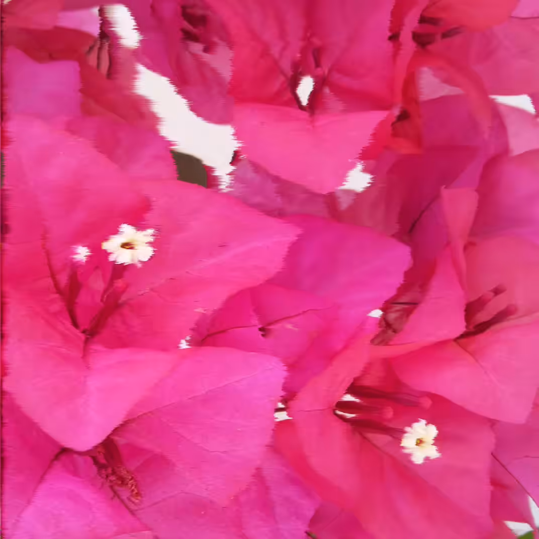 Flowers are happiness