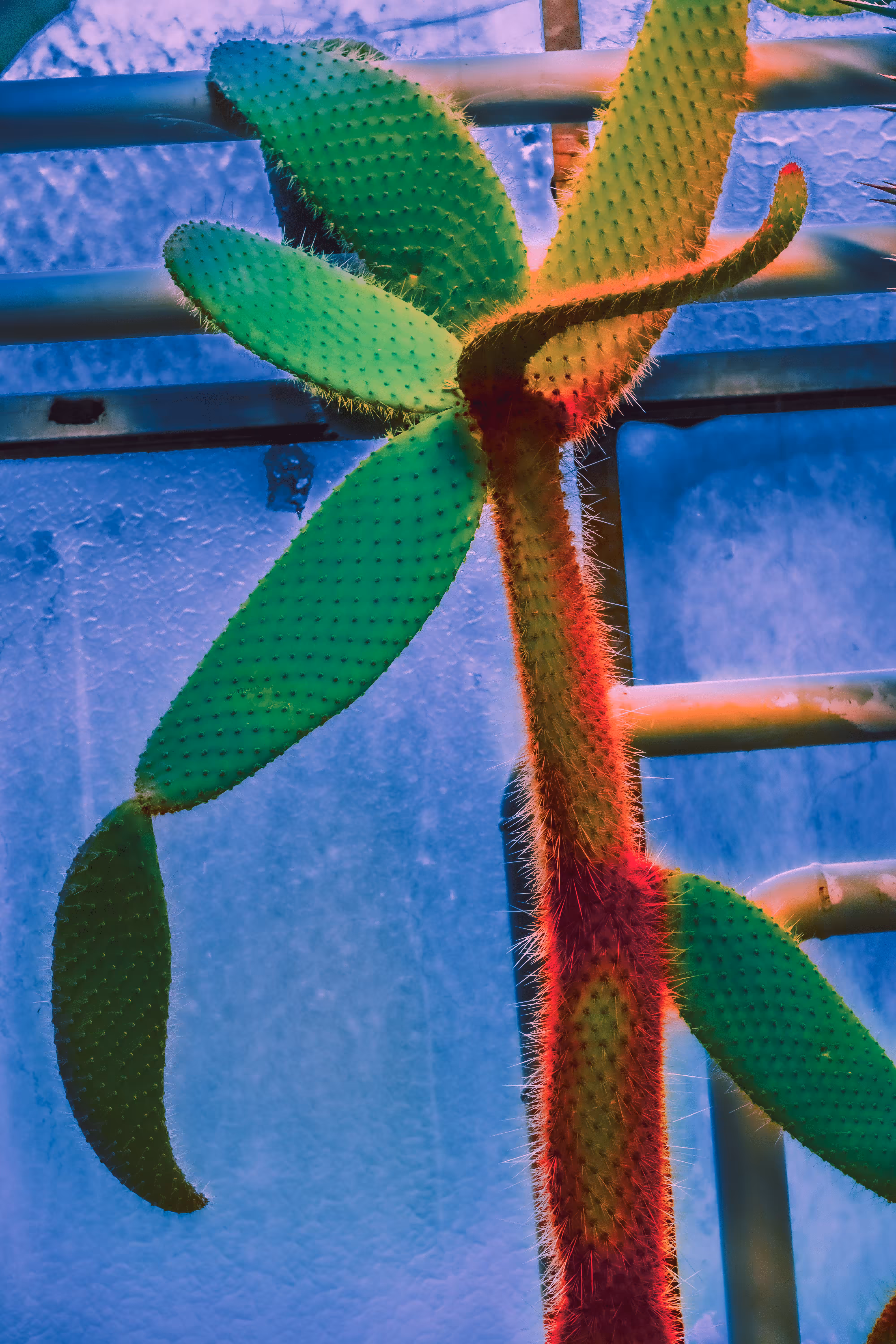 Greenhouse • 6