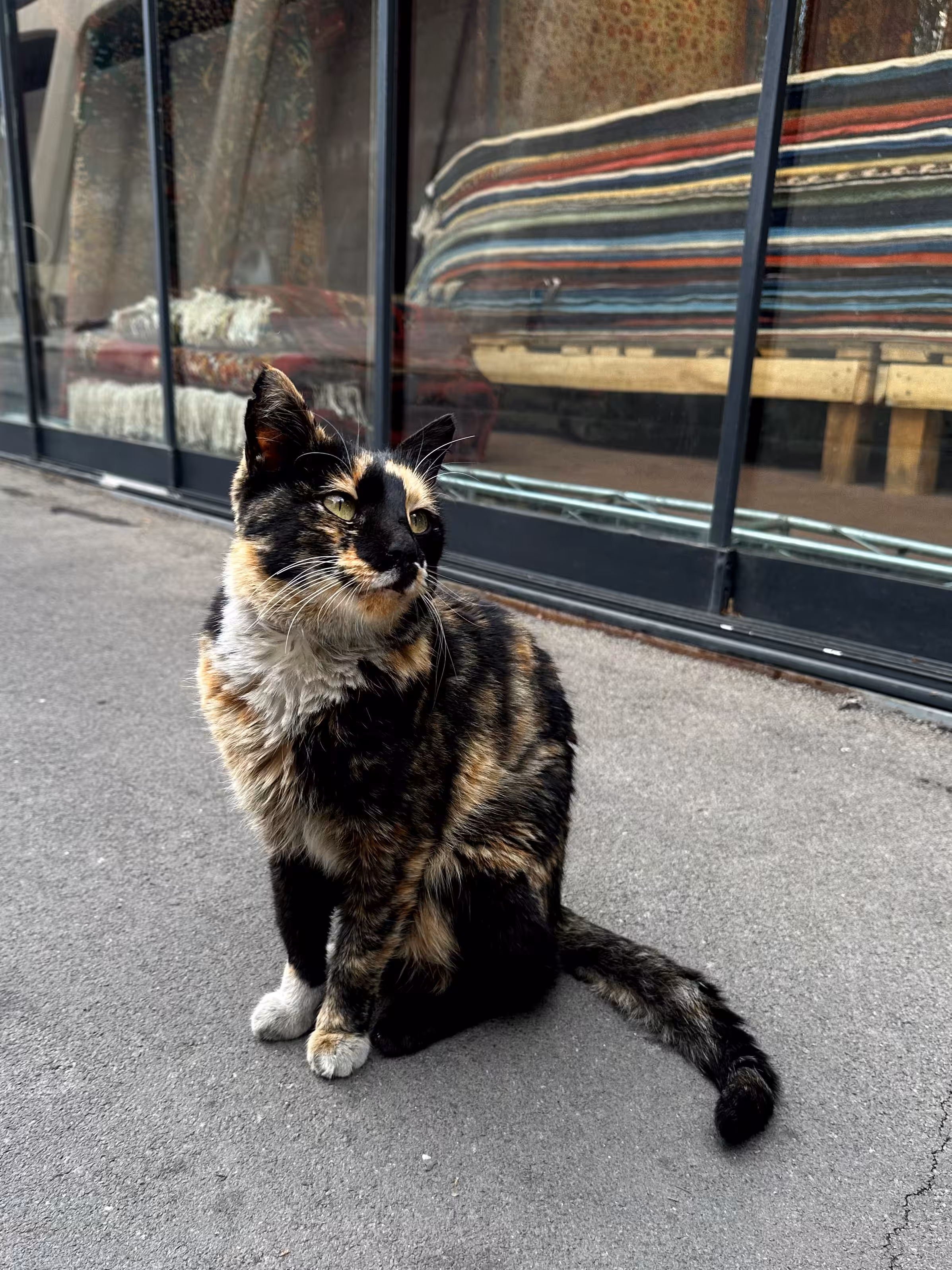 Cute Kitty
