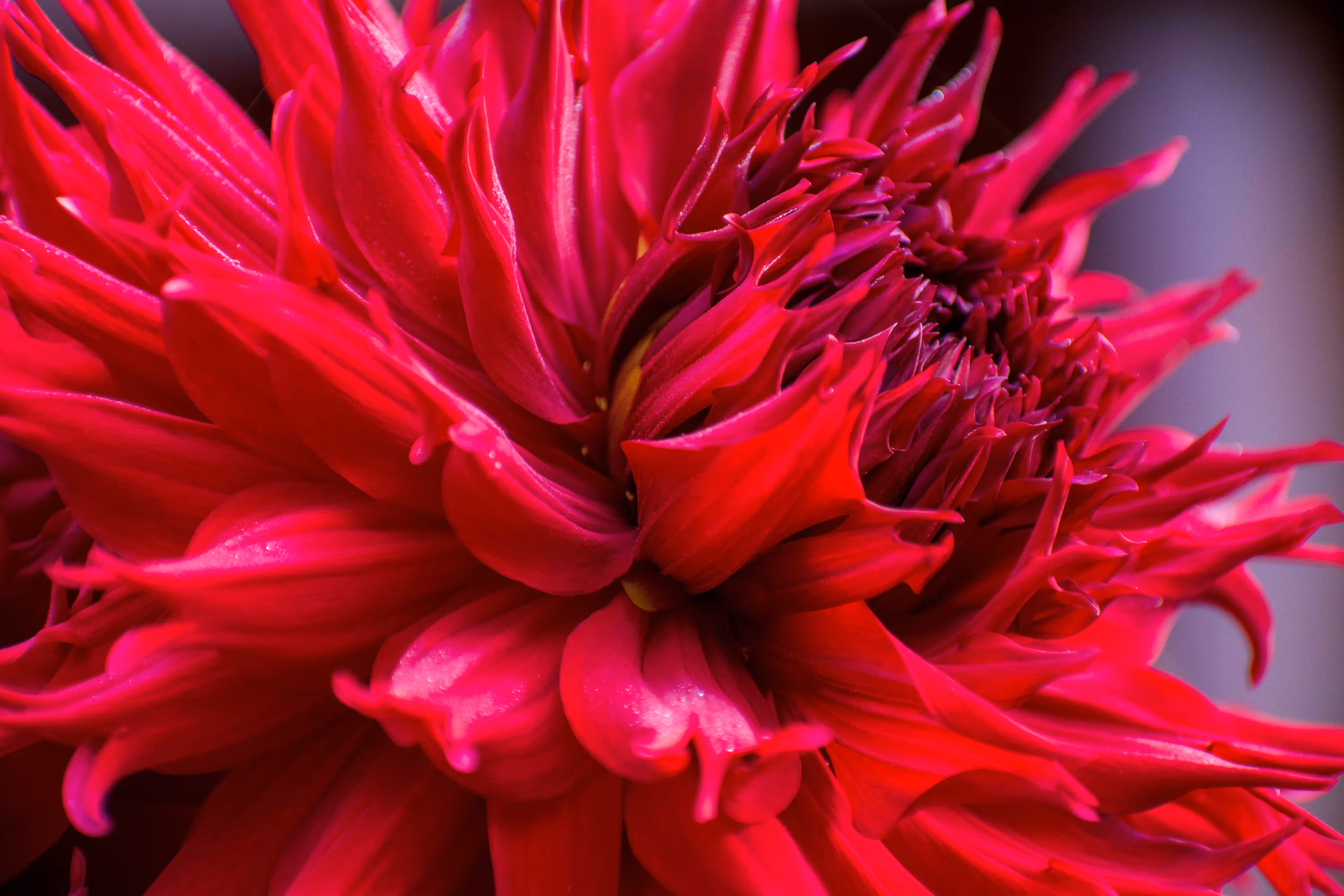 Dahlia Drama