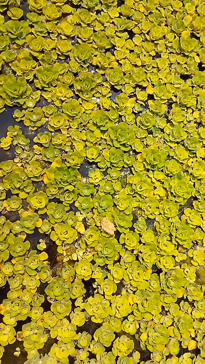 Water Cabbages Of The Nile 