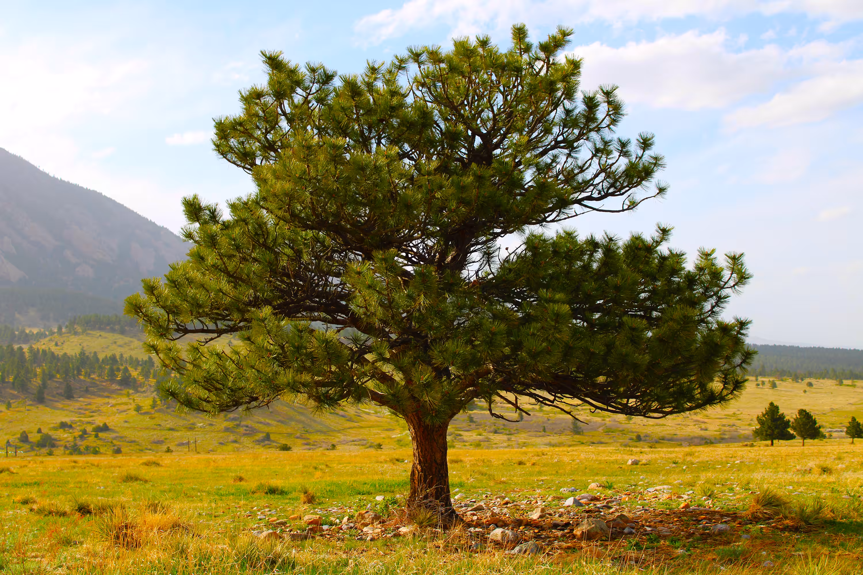 Ancestral tree