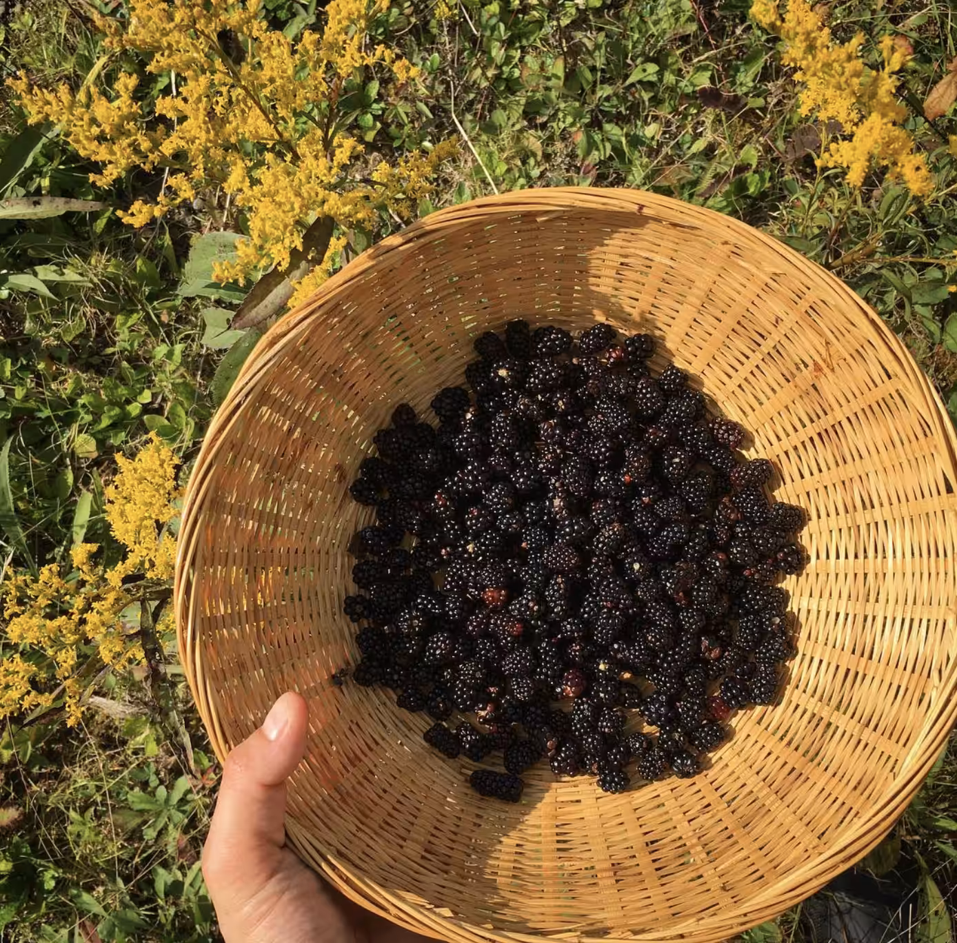 berries