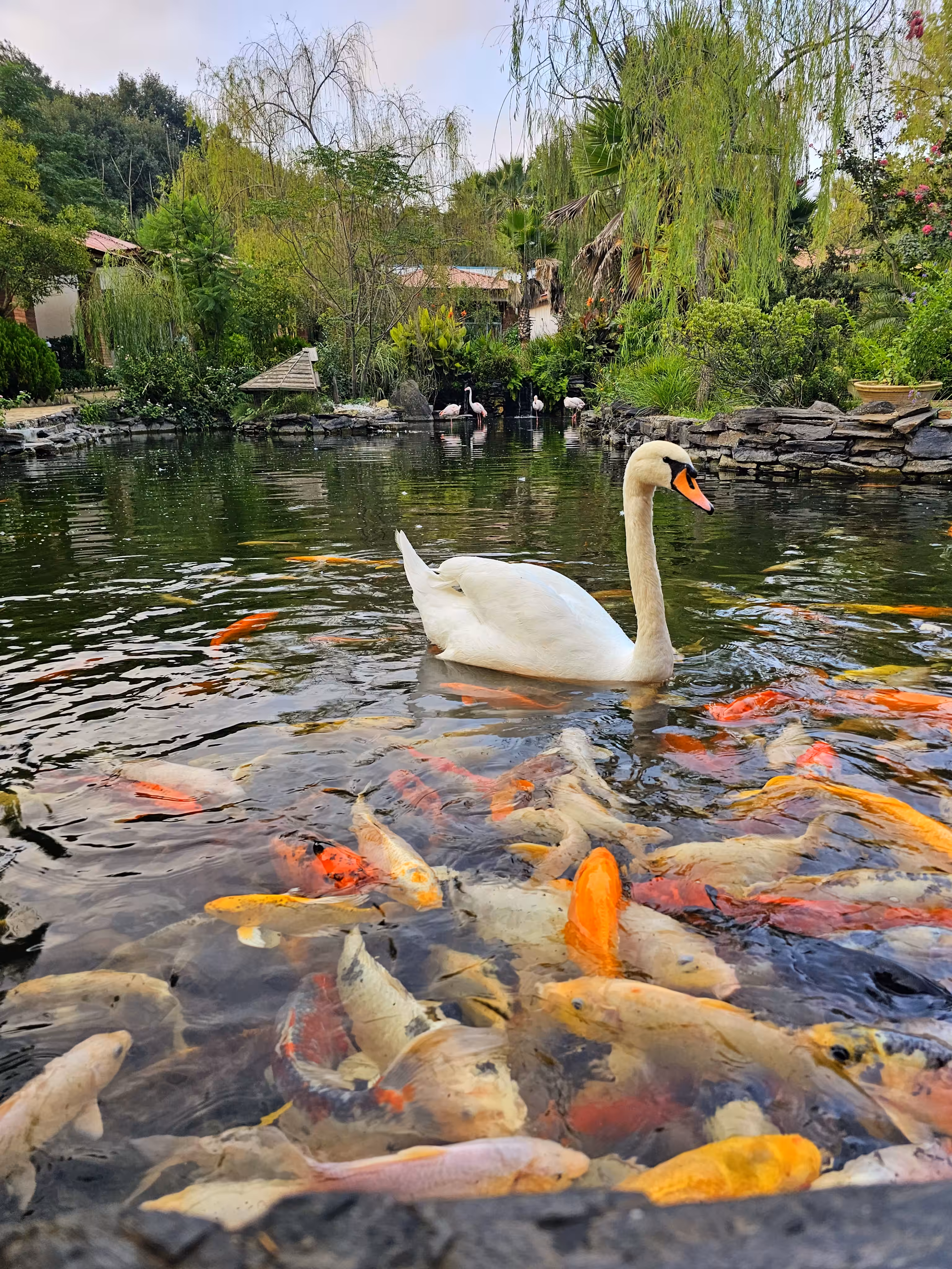 White Swan