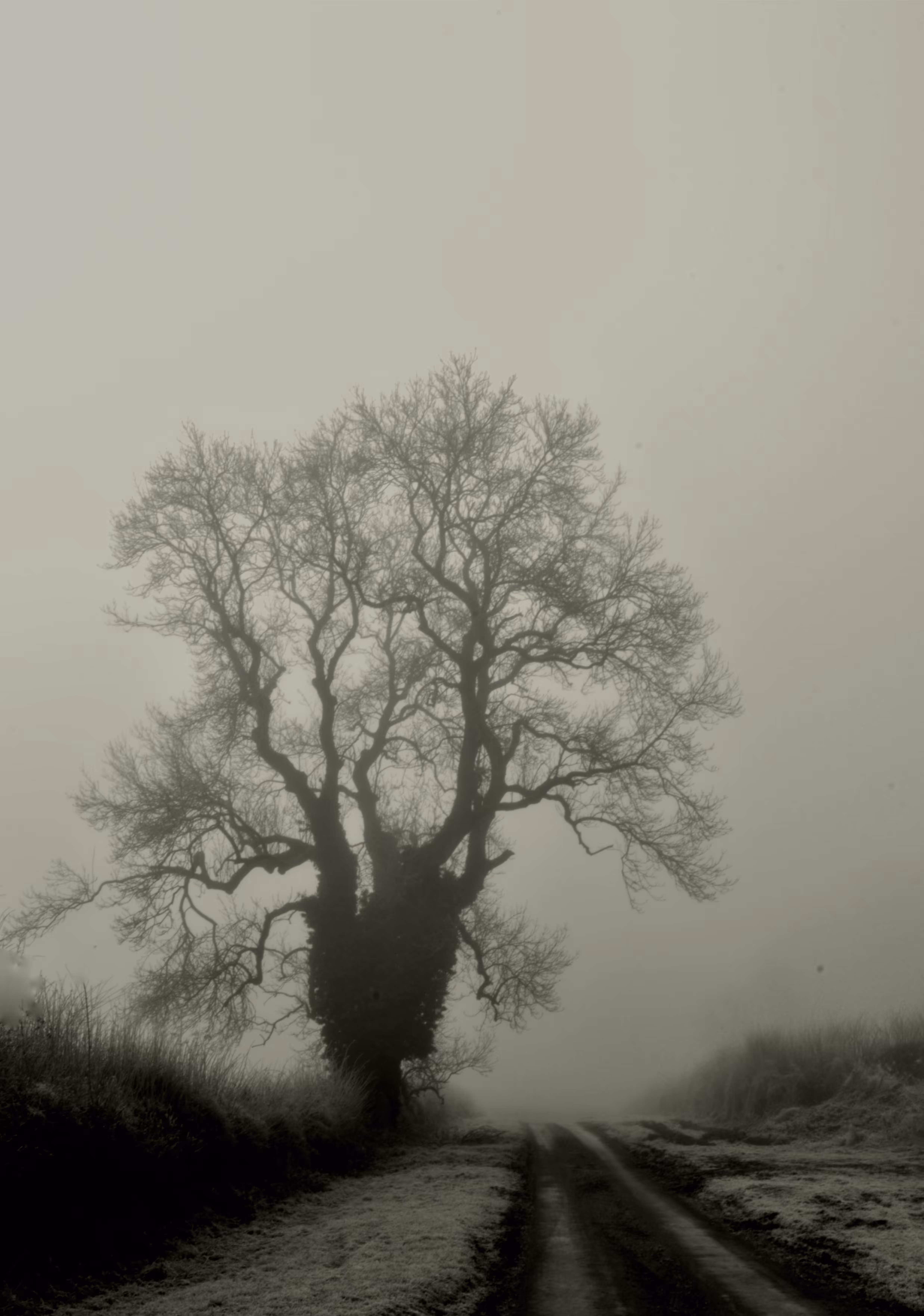 The Forest Optimist 1