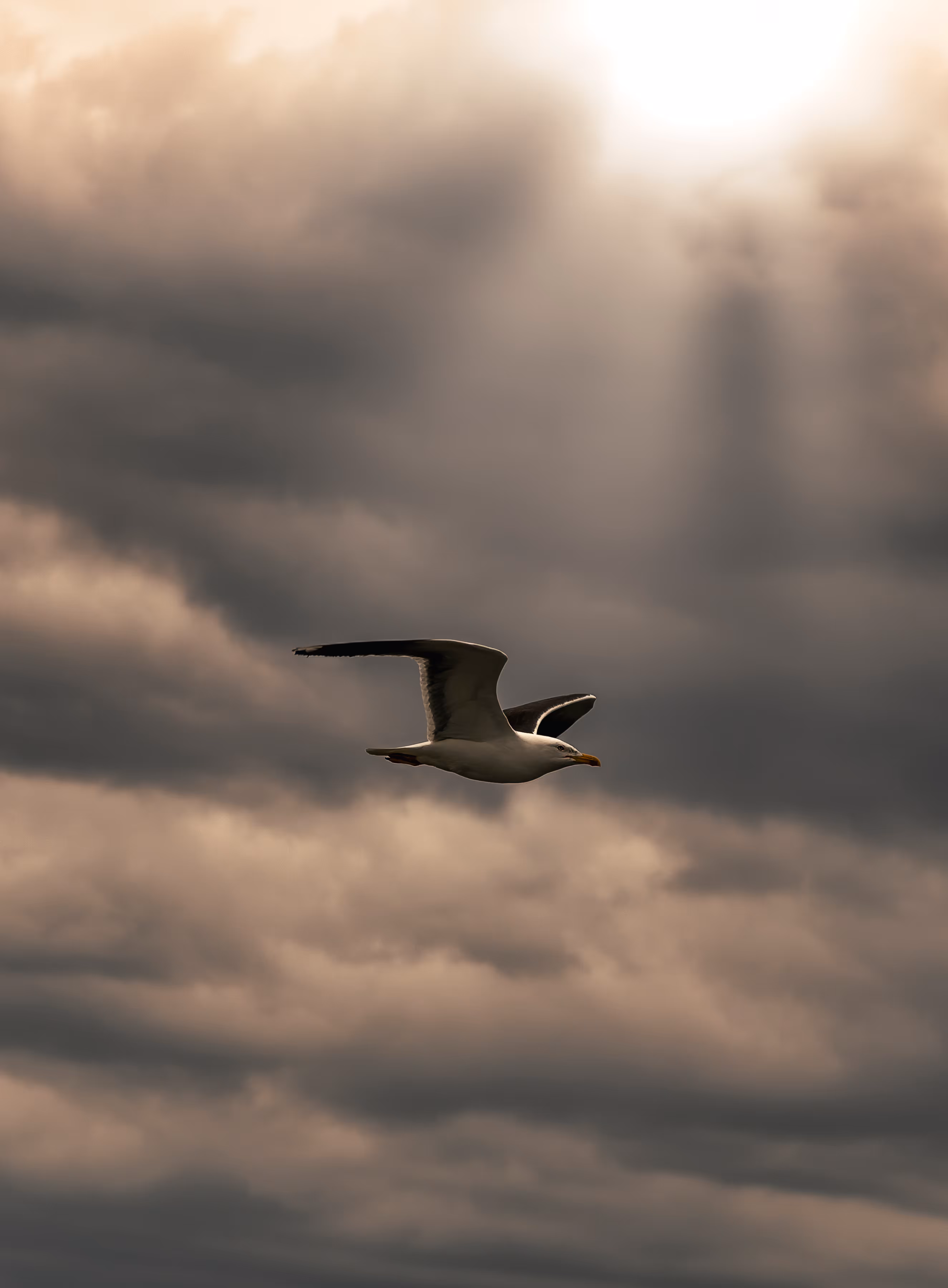 Gliding On Thermals