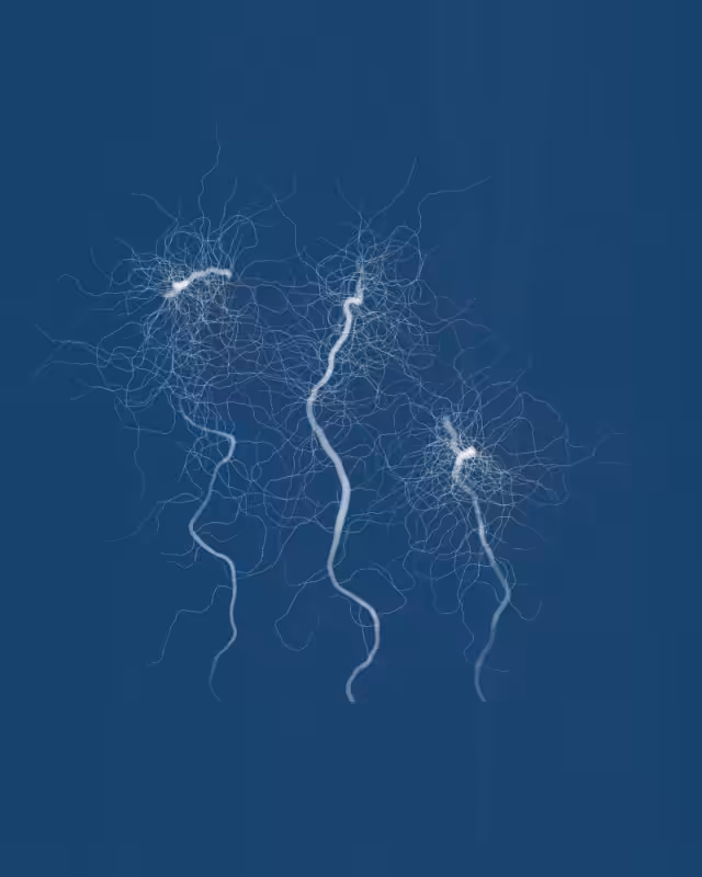 Cyanotypes #20