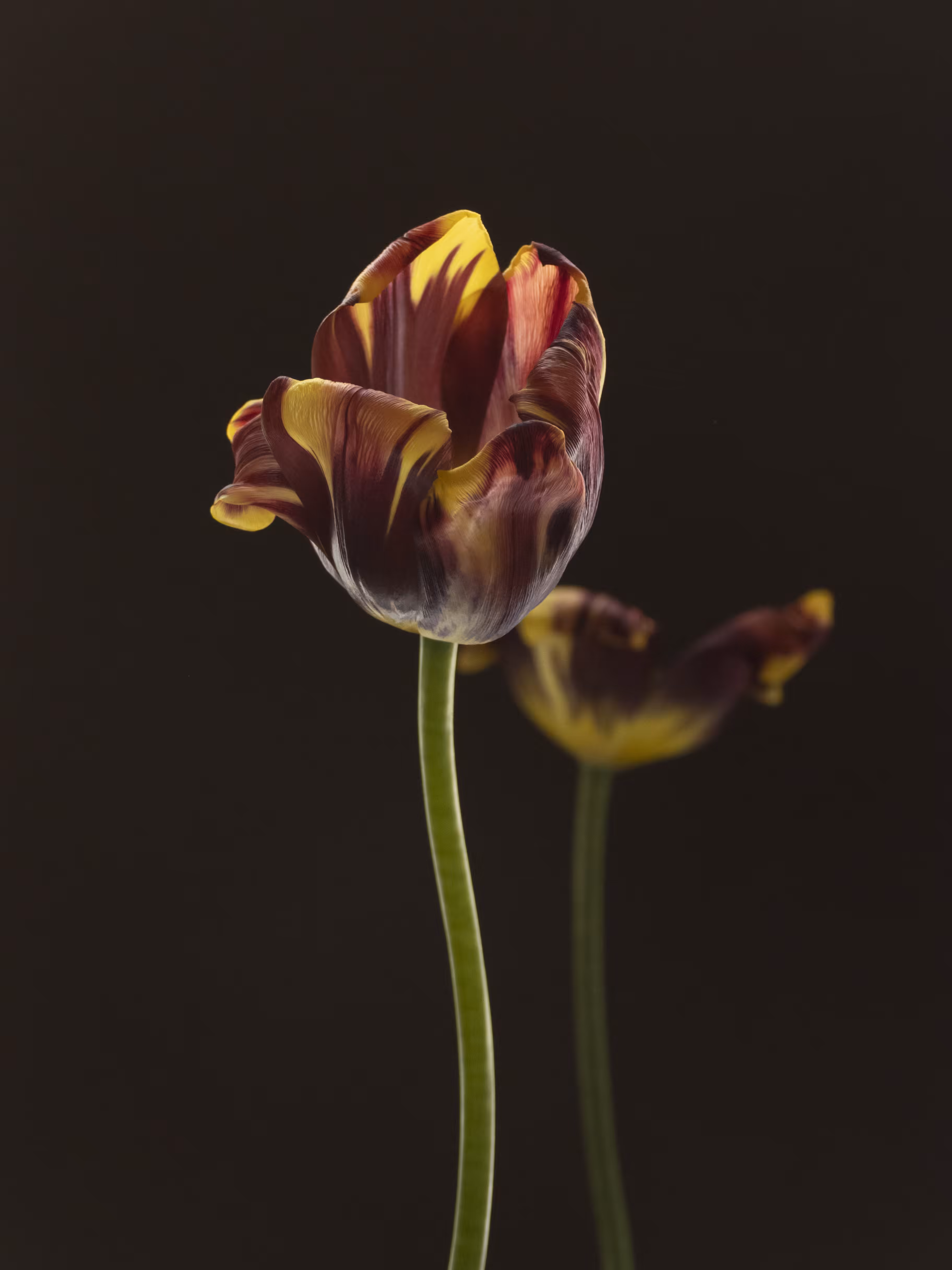 Tulip 1637 [13]