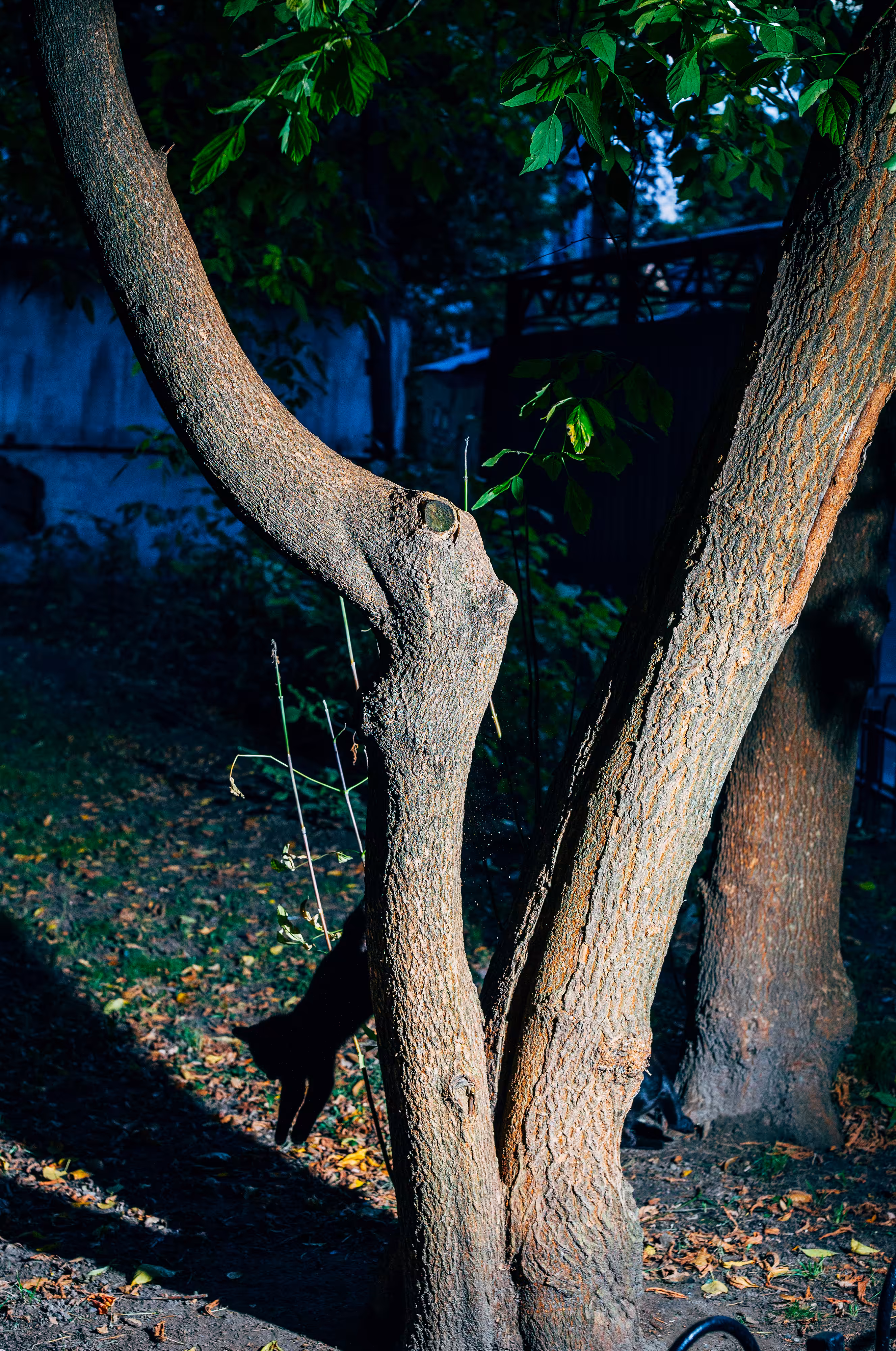 Backyard Diaries – Vol.1 #13