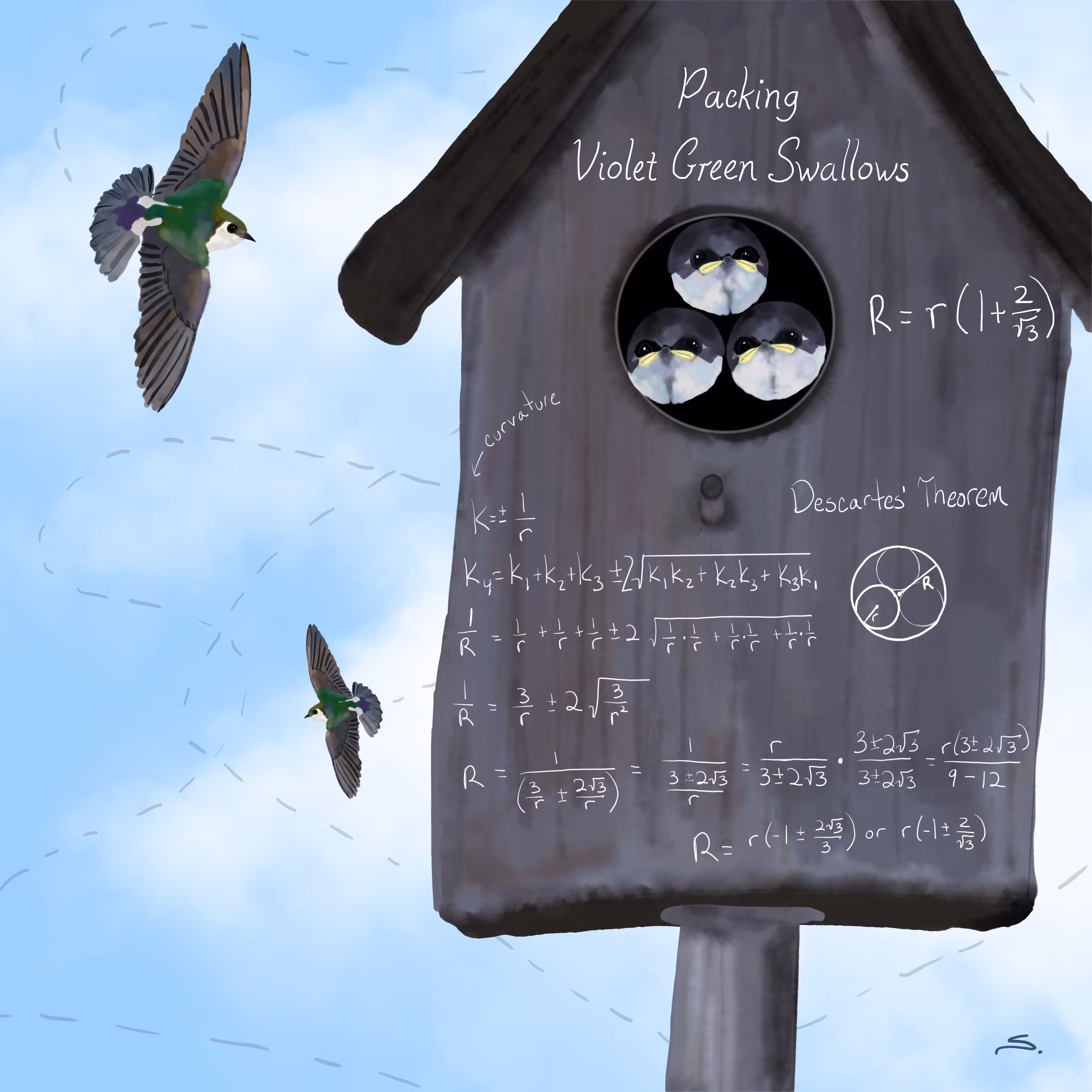 Packing Violet Green Swallows