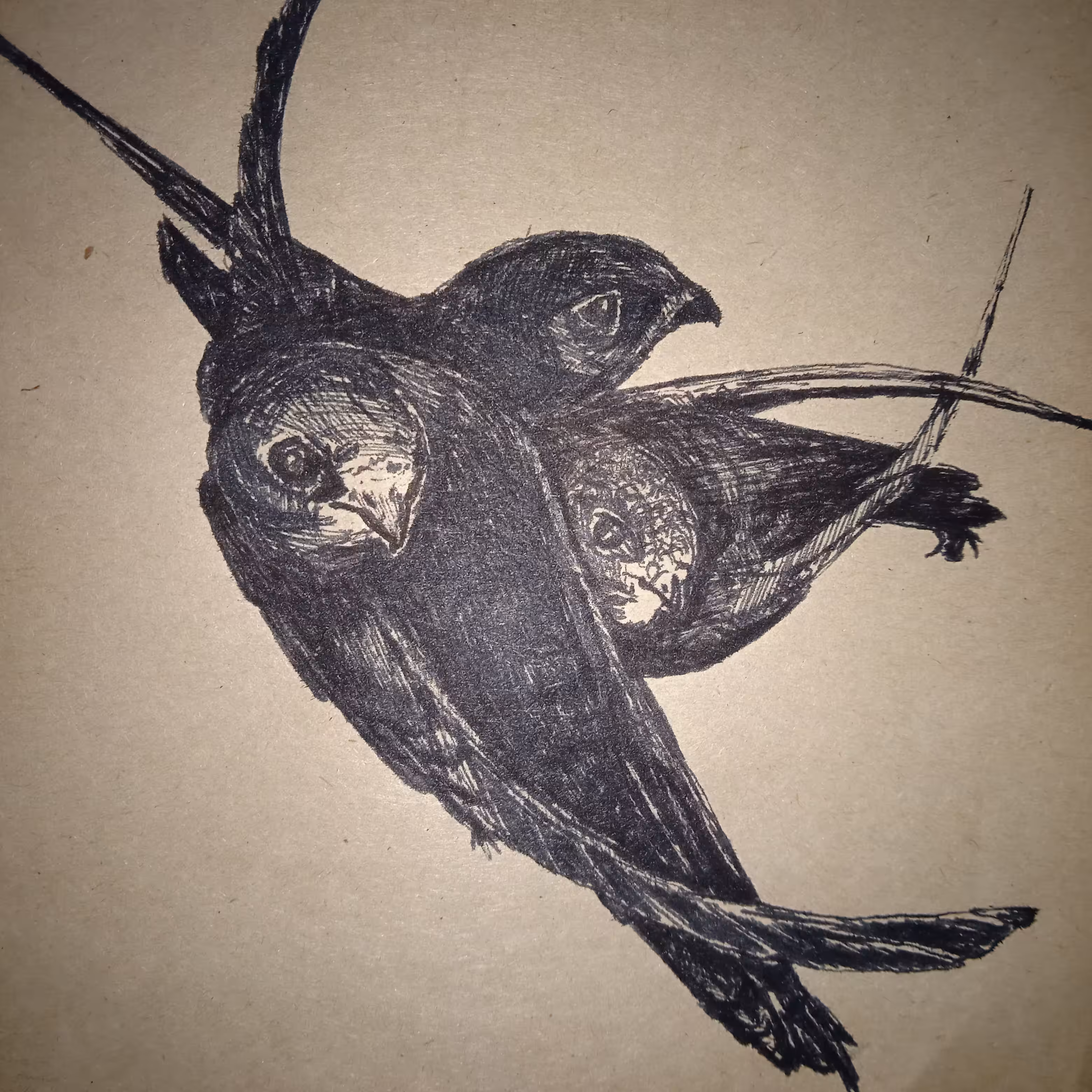 Swifts