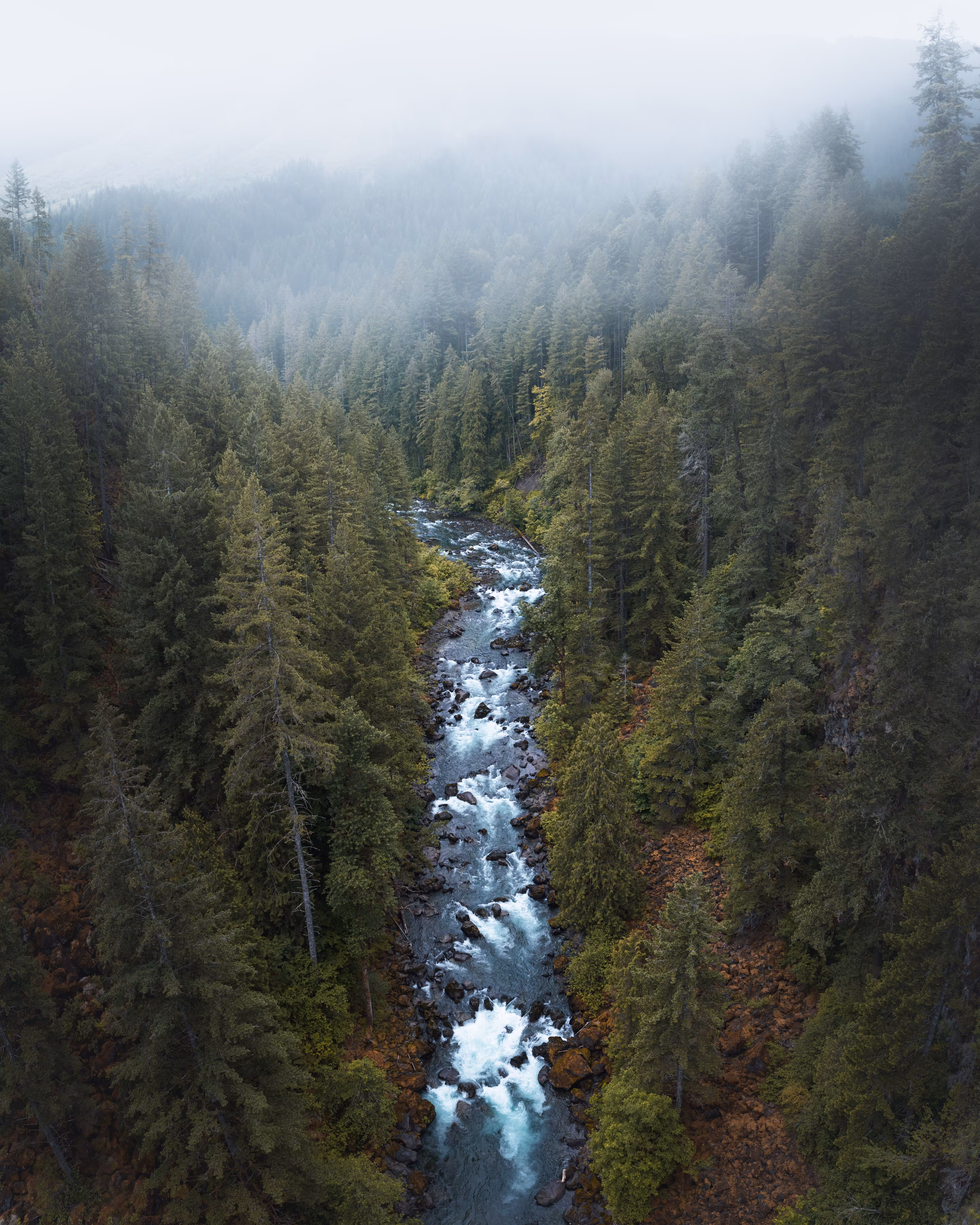 #12 - Forest Dreams