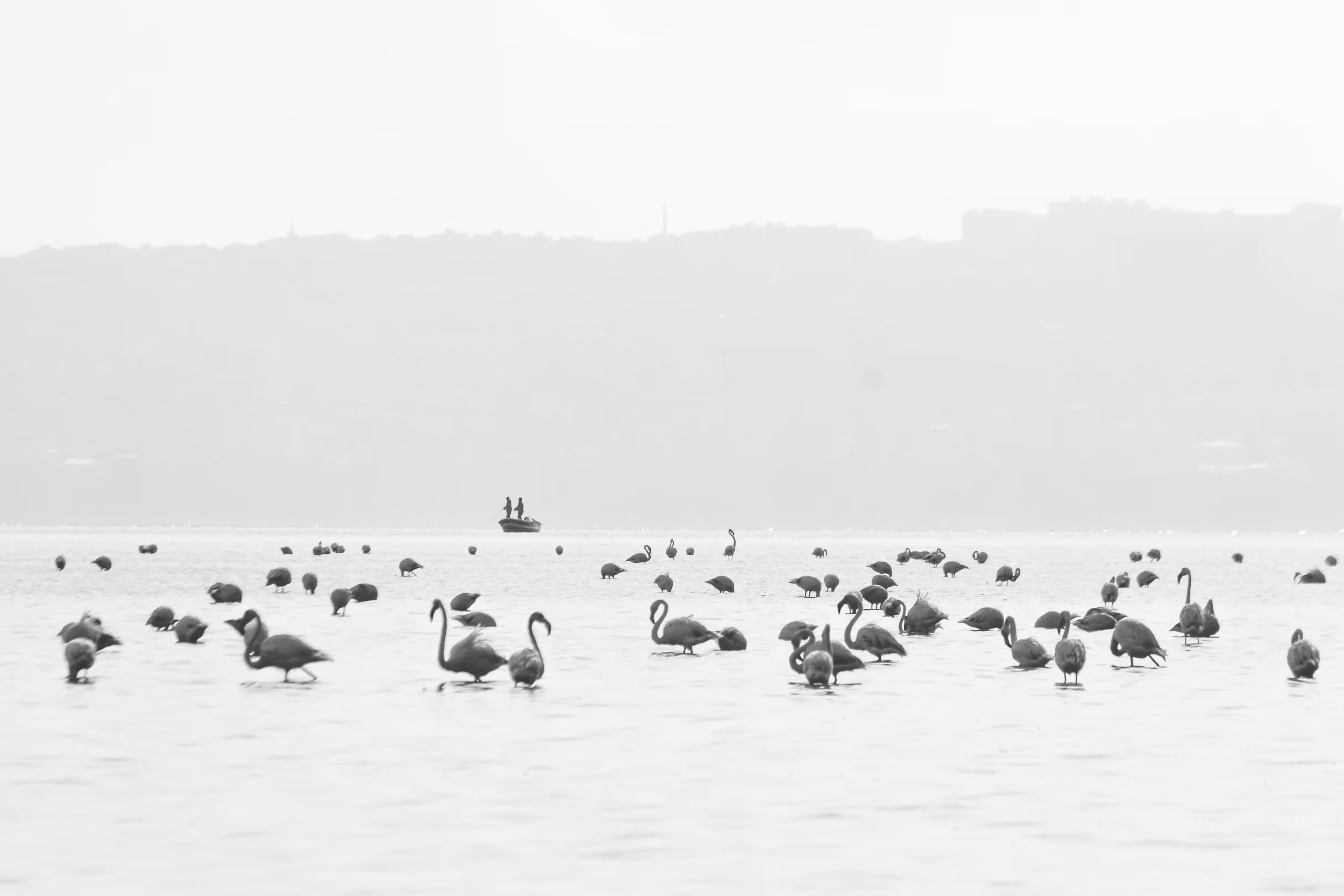 The Serenity of Flamingos