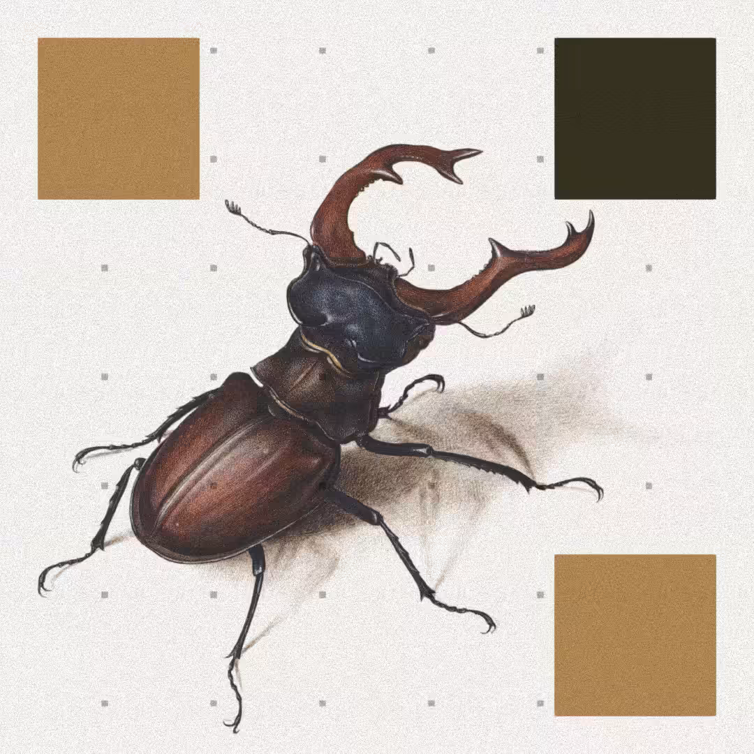 Beetle #3