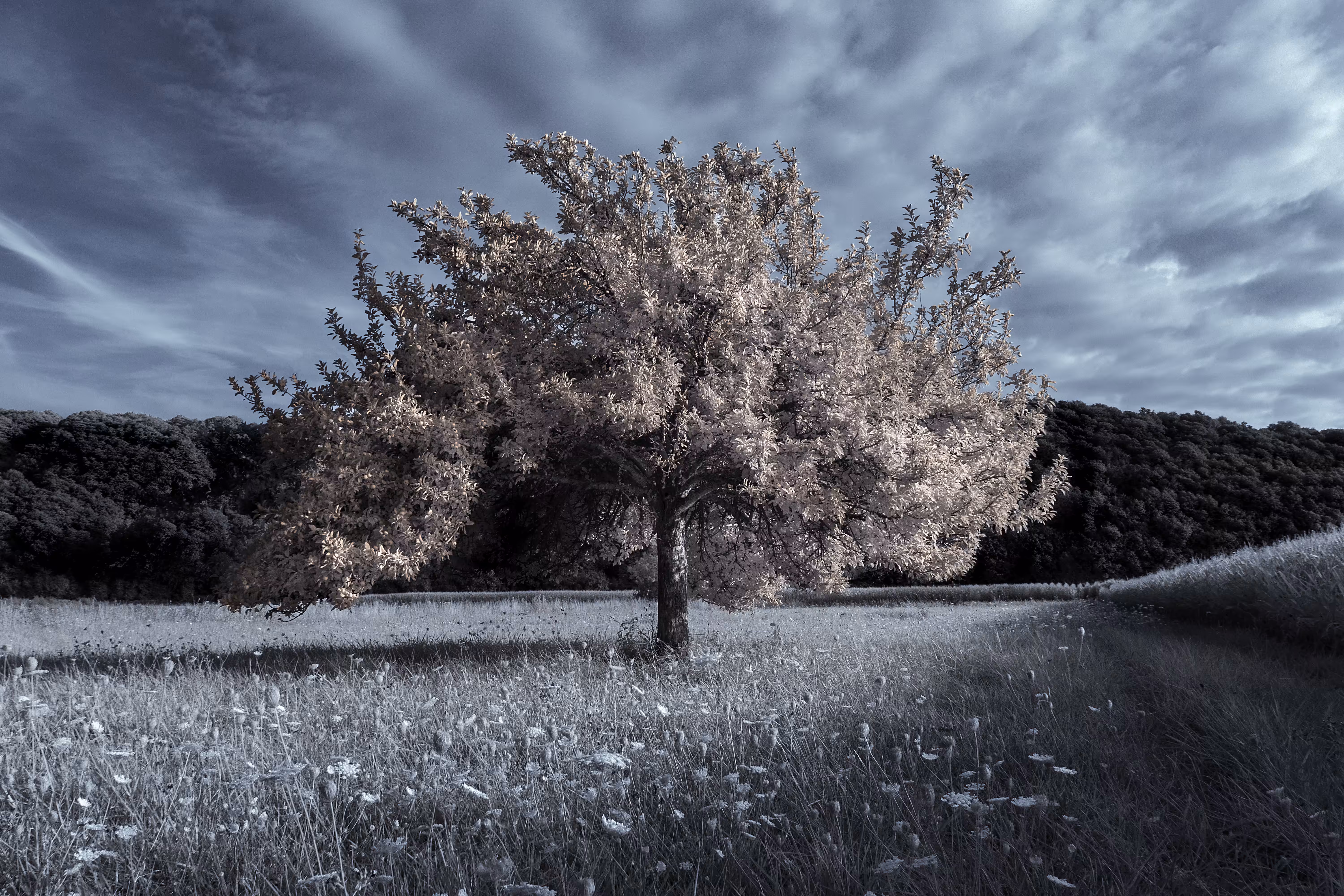 Couesnon