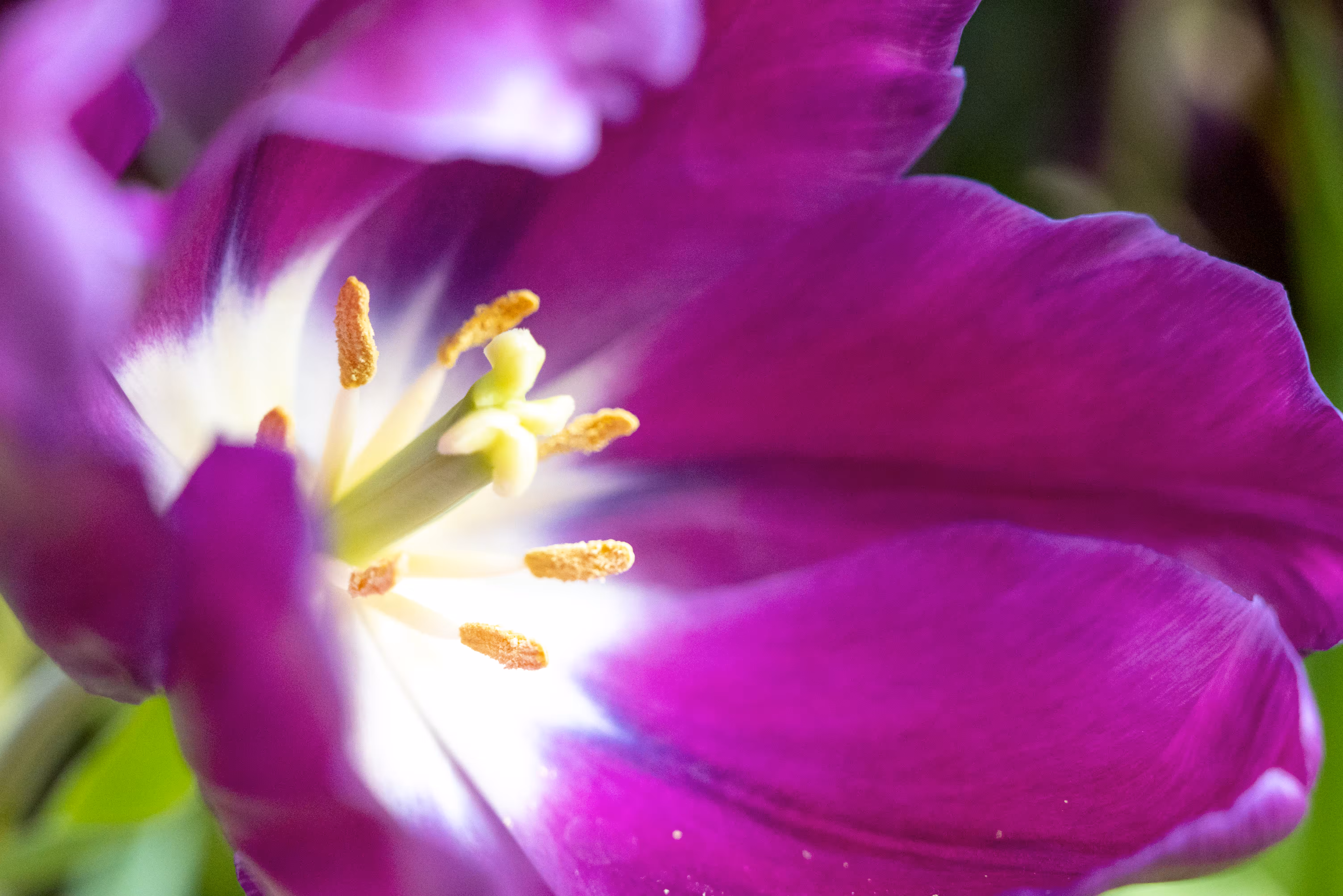 Bloom 3