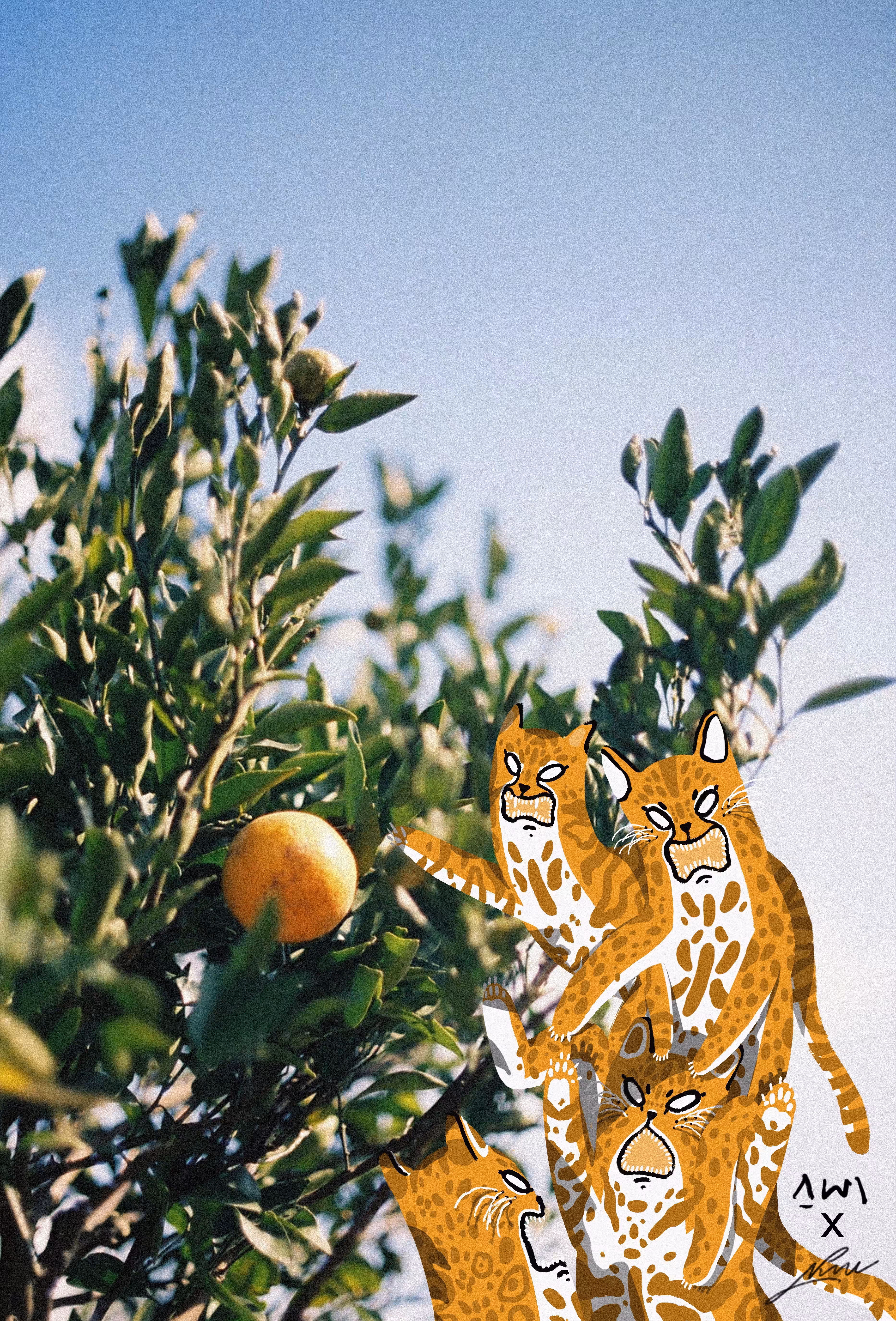 HOW MANY ORANGE WE NEED?